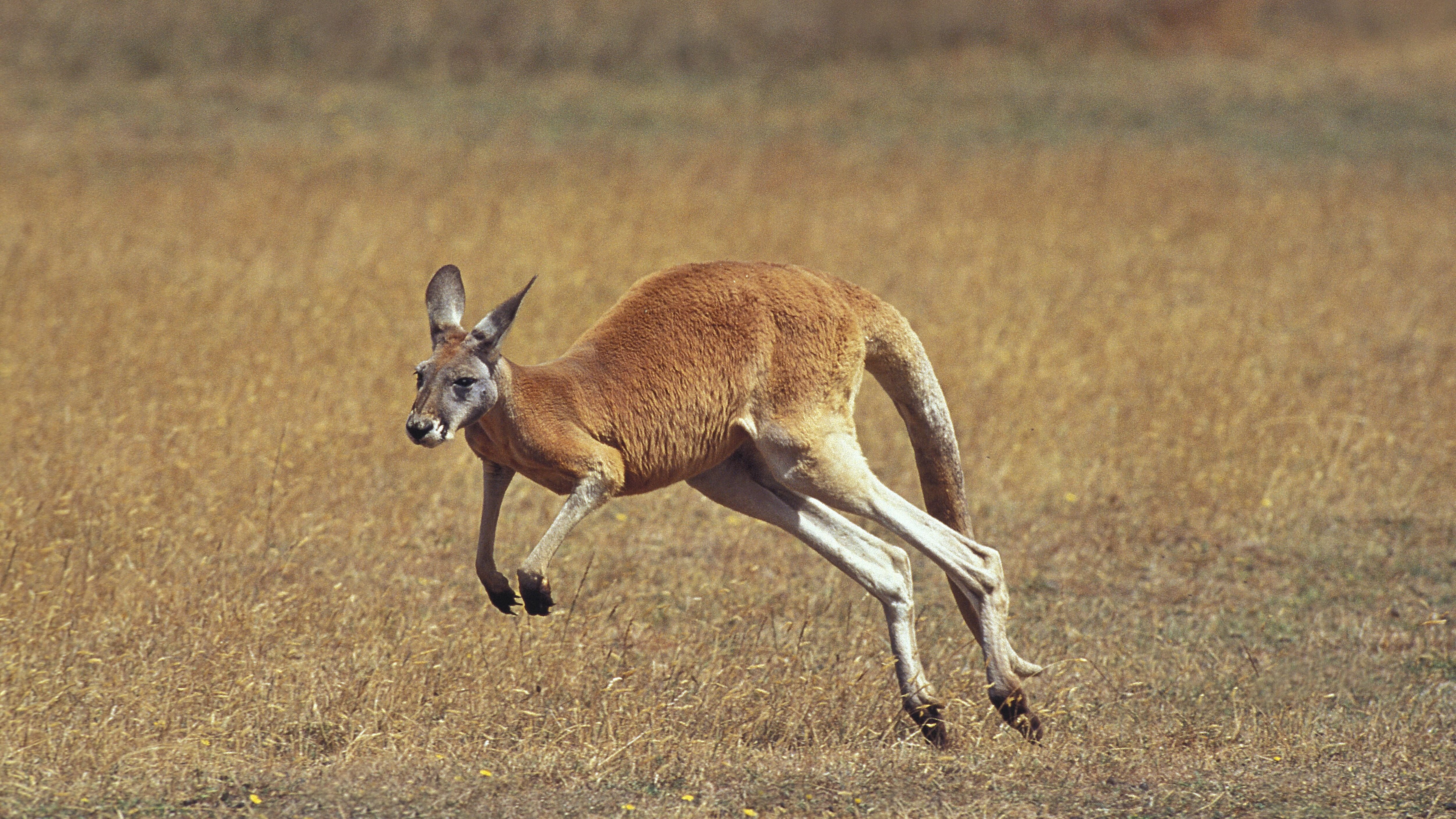 canguro
