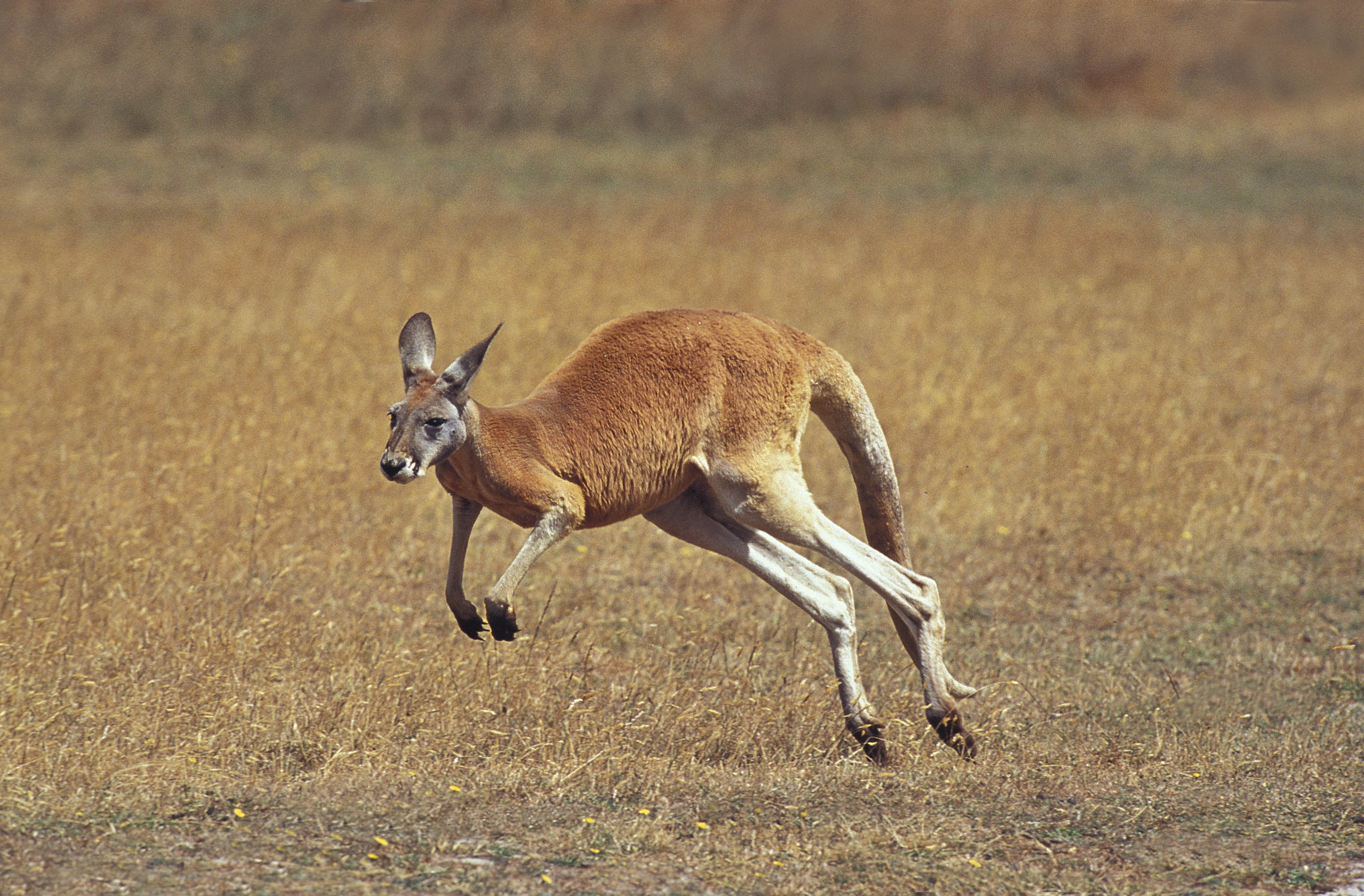 canguro