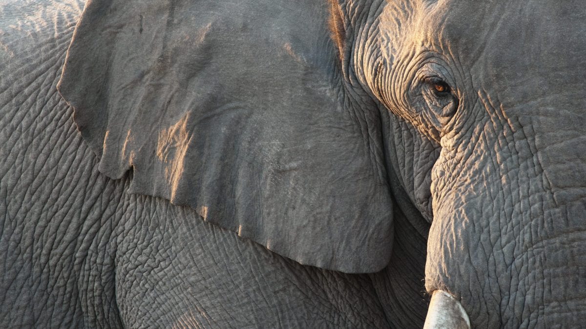 elefante