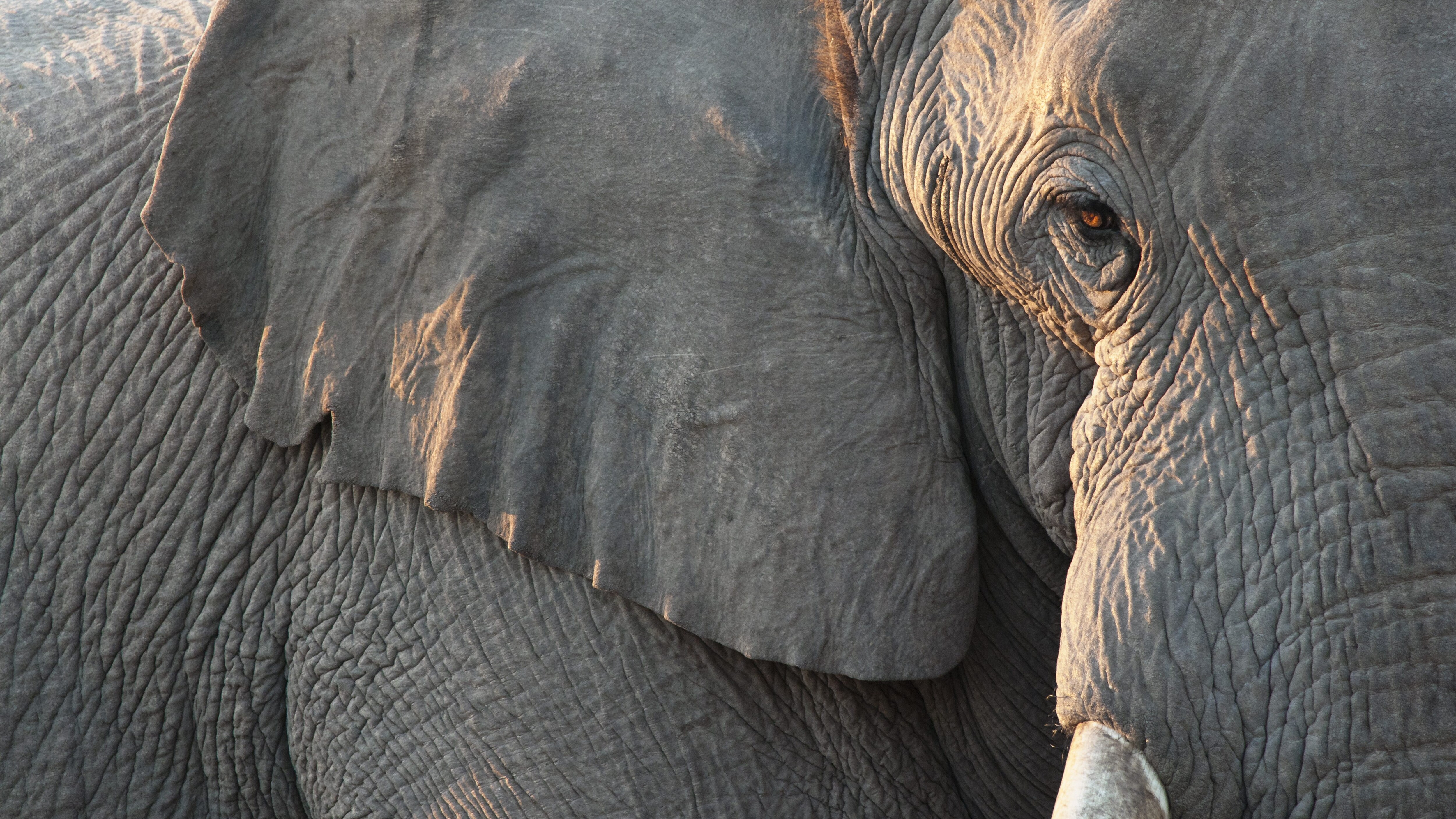 elefante