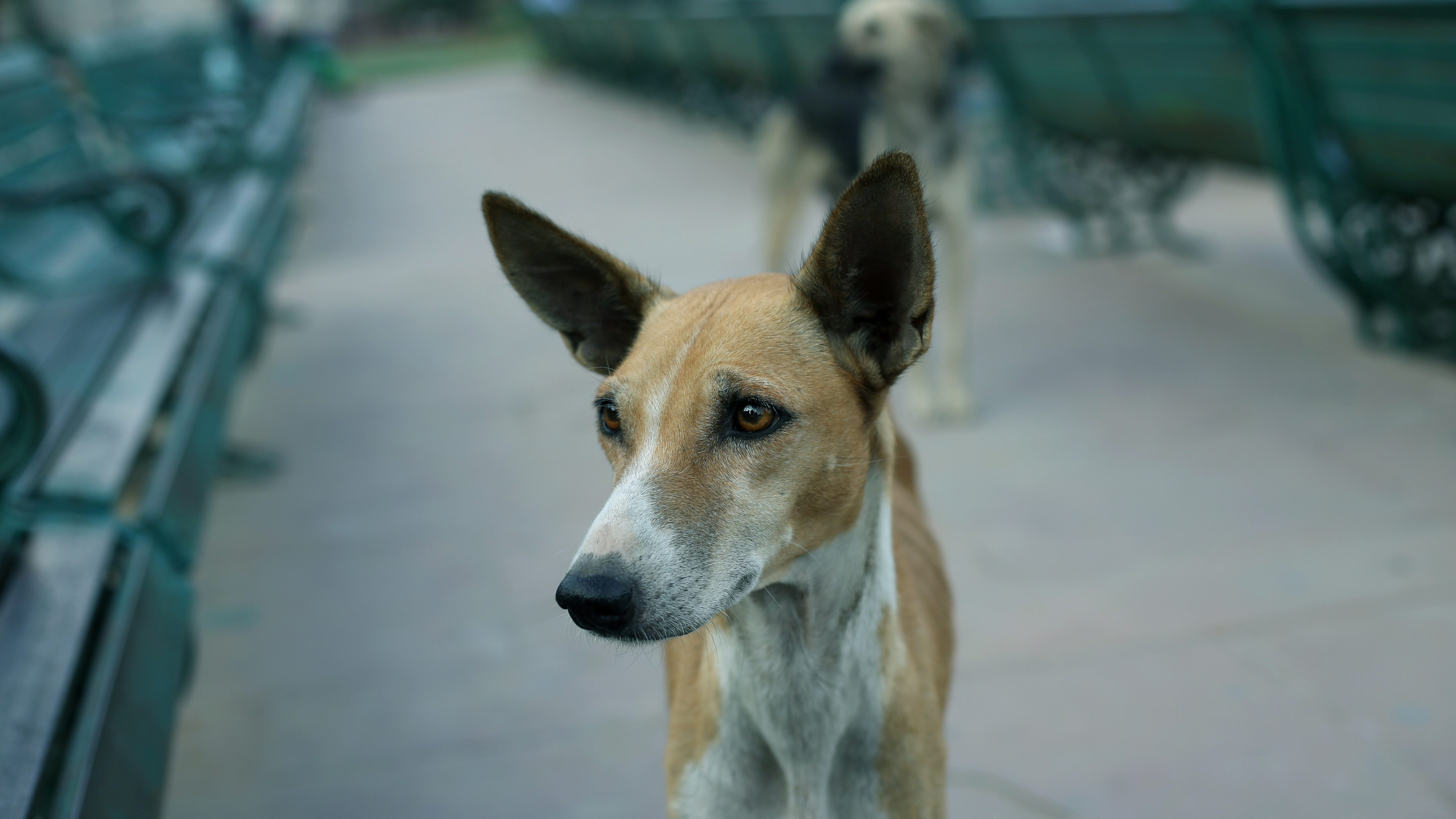 cane randagio