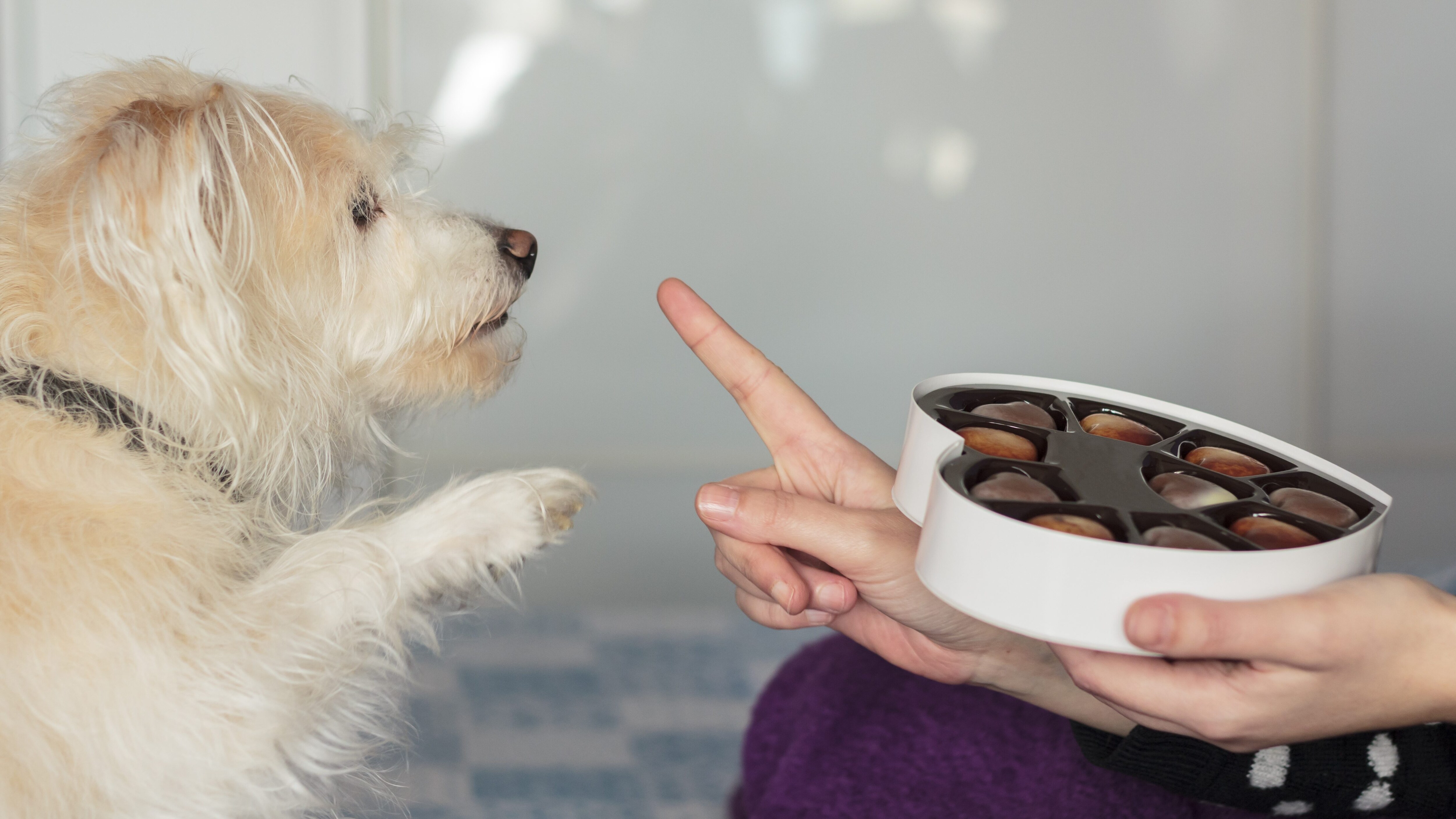 cane cioccolato