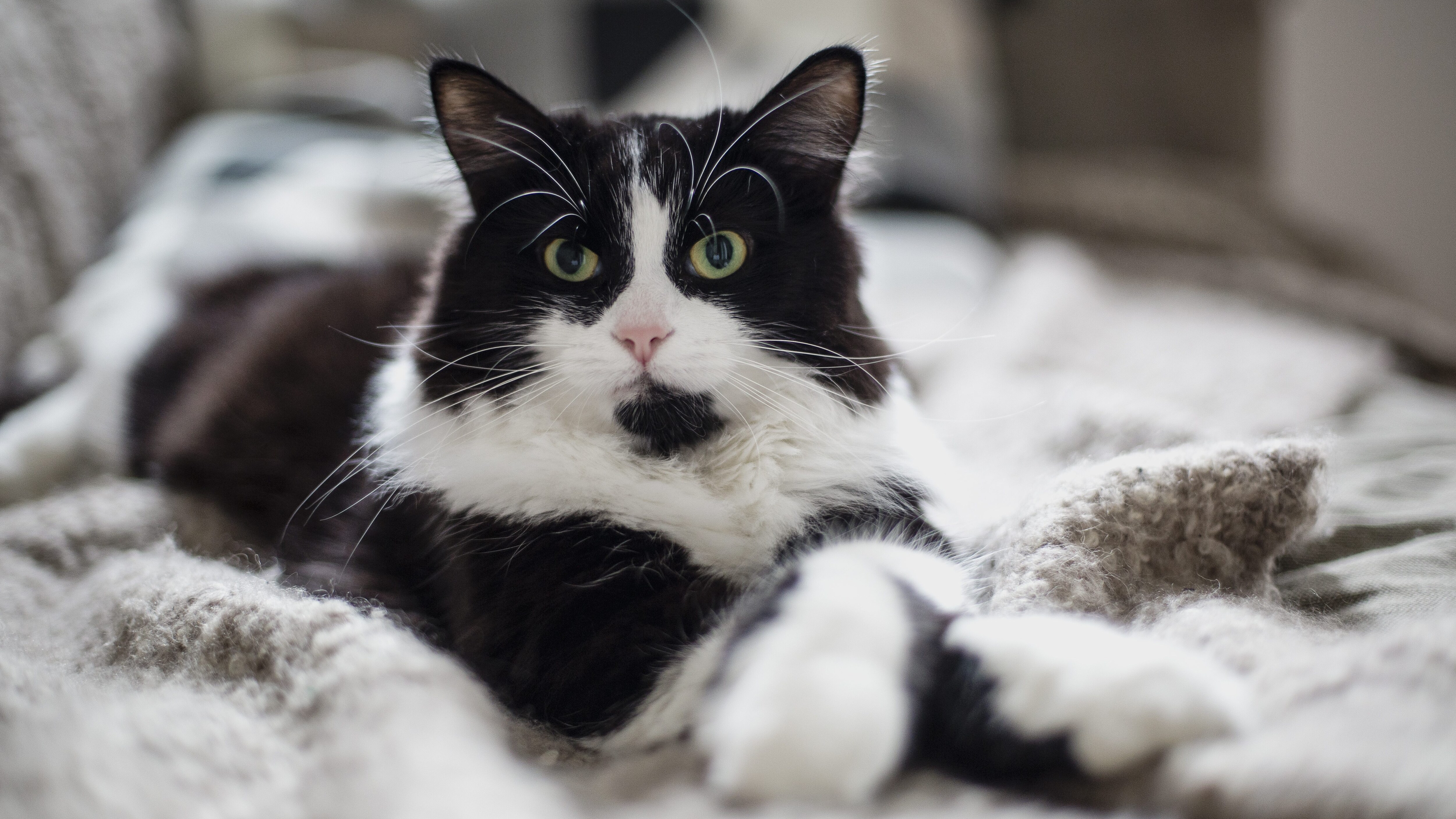 gatto