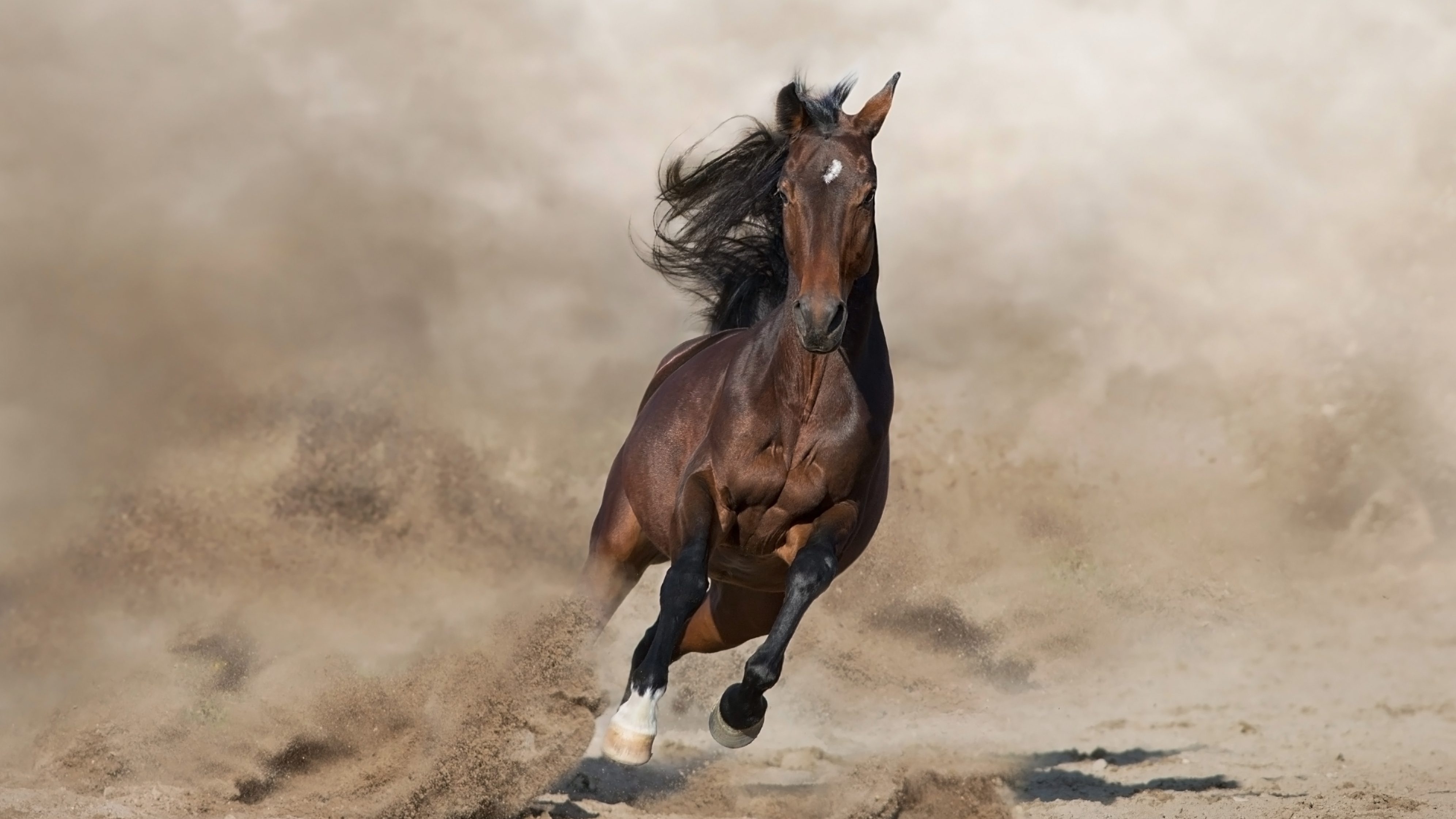 cavallo