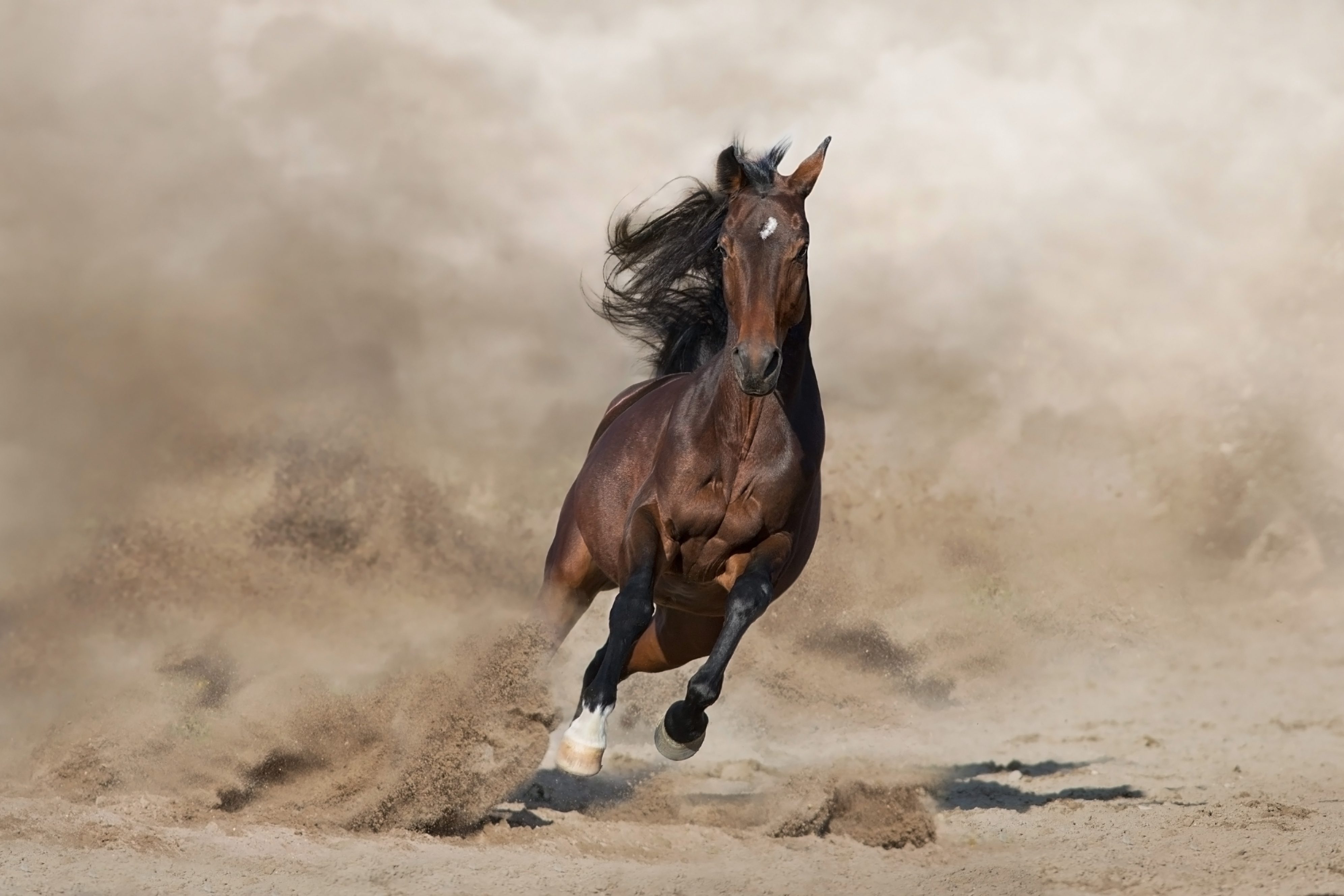 cavallo