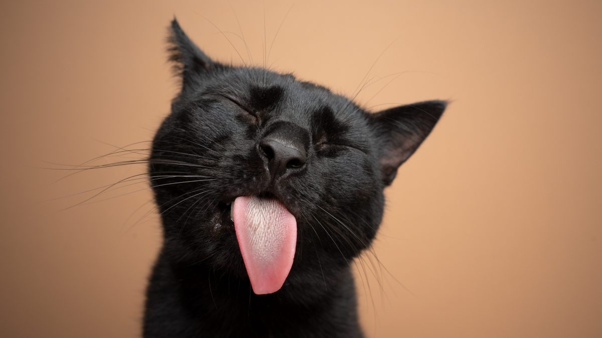 gatto lingua