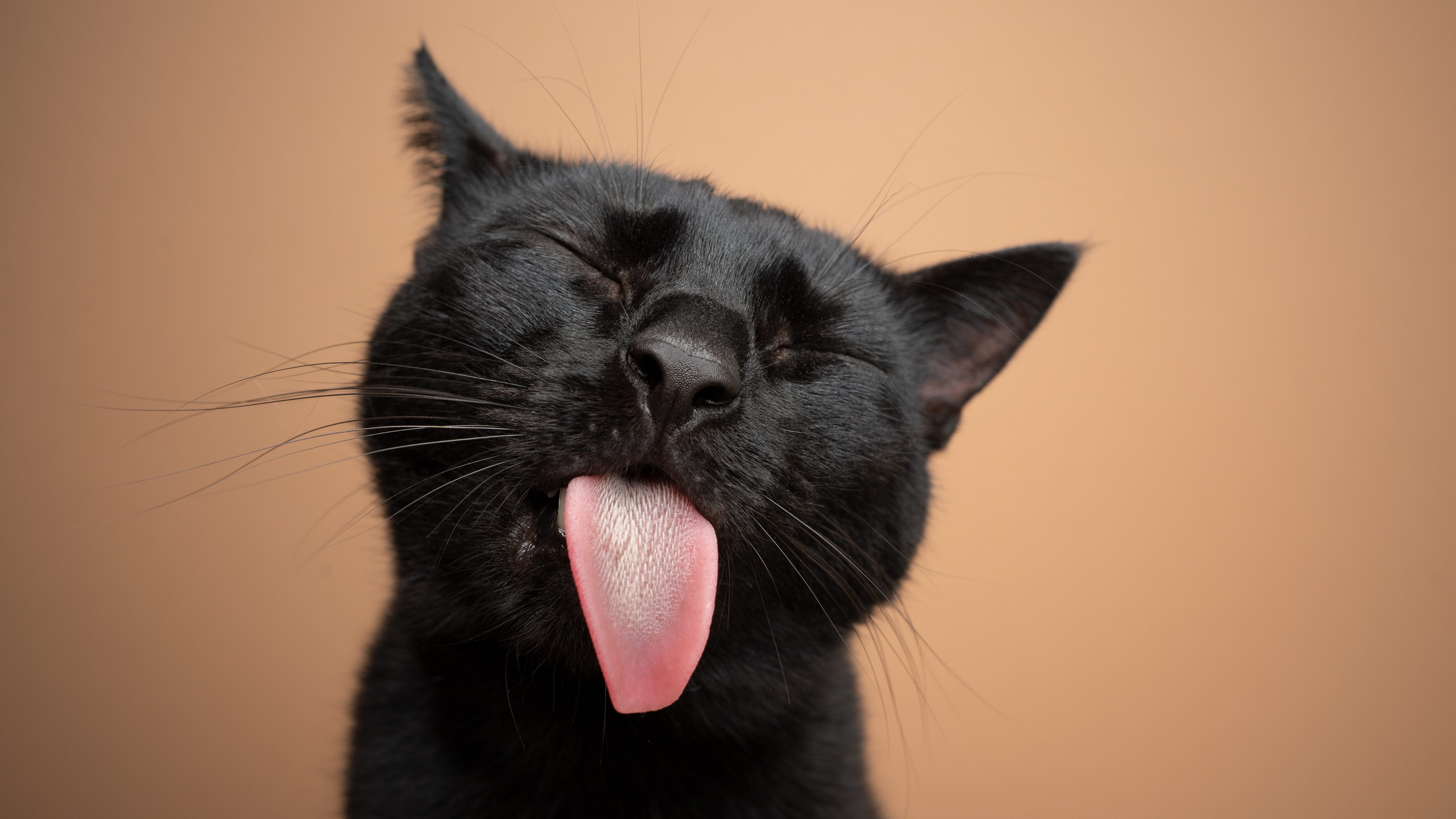 gatto lingua
