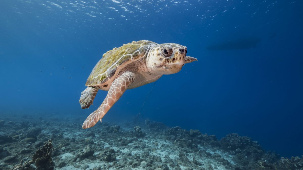 caretta caretta