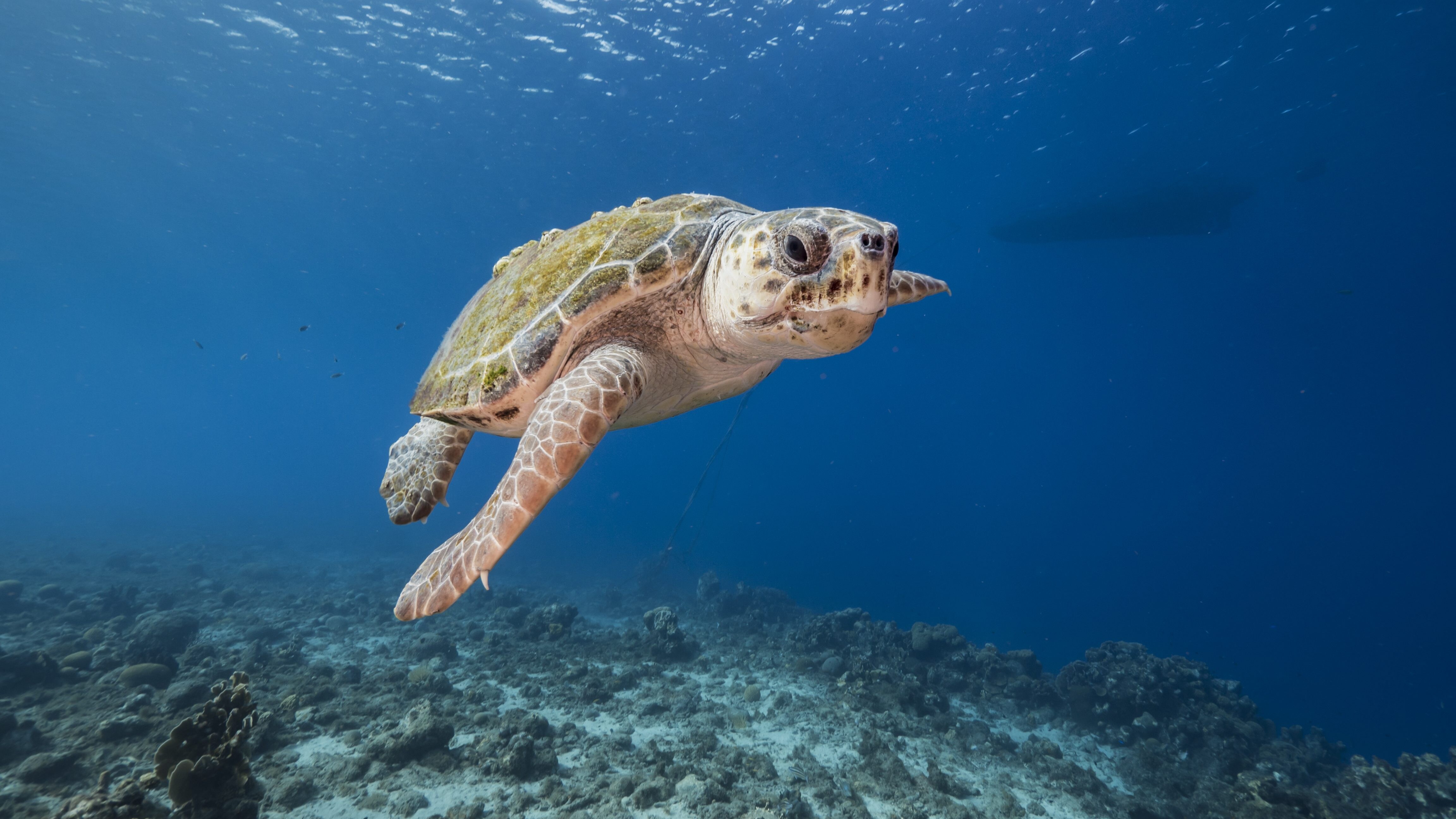 caretta caretta