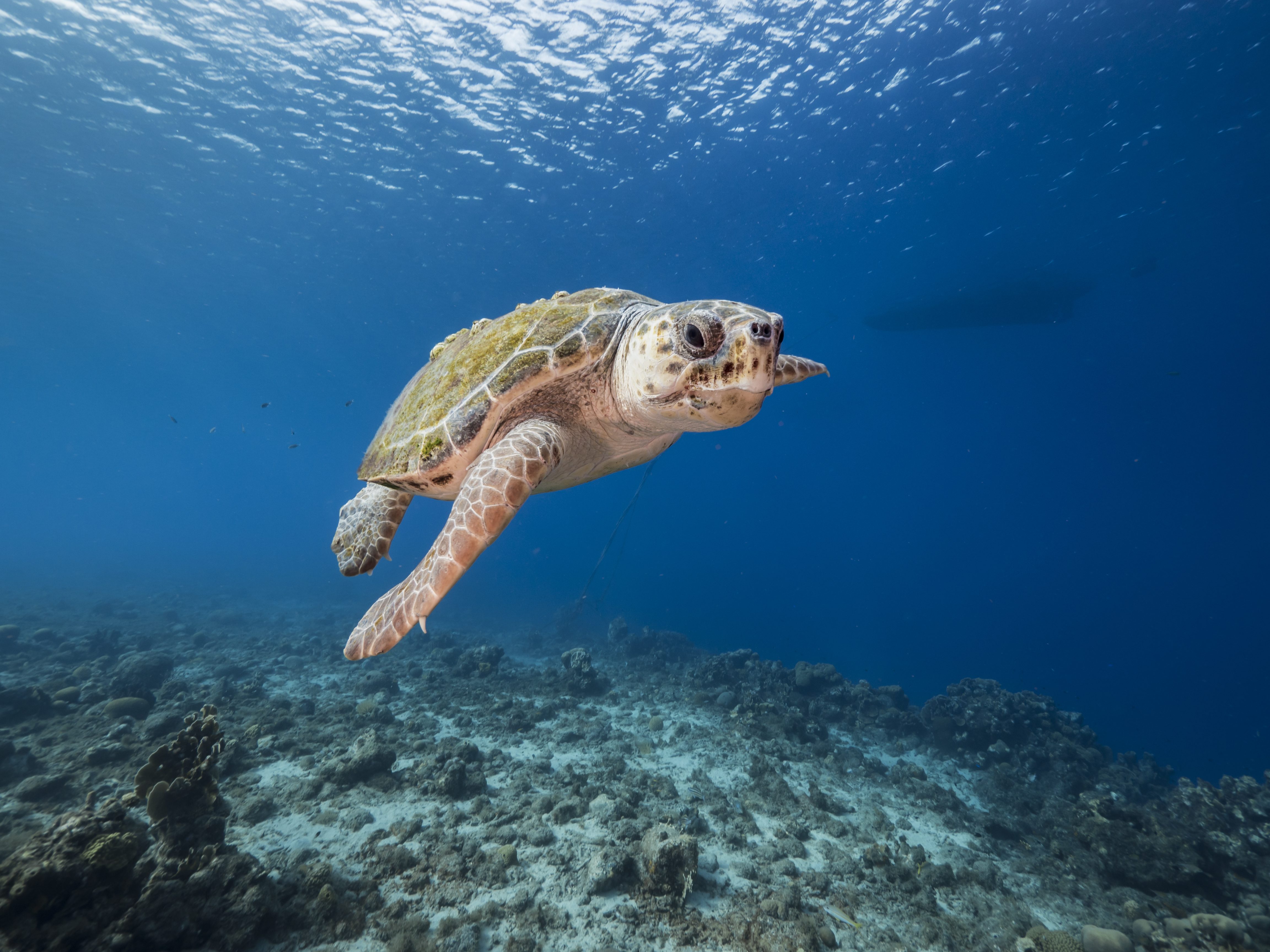 caretta caretta