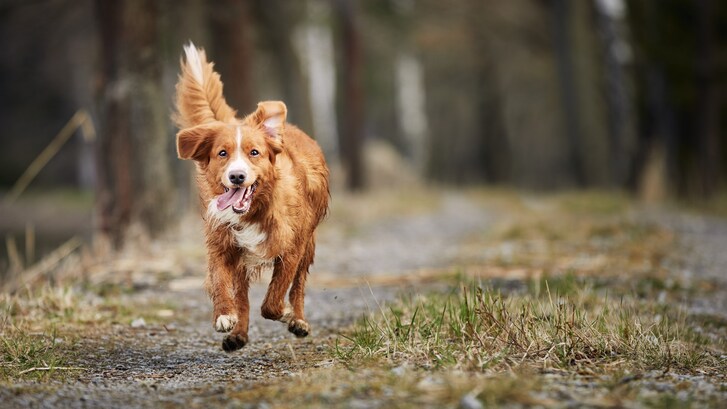 cane libero