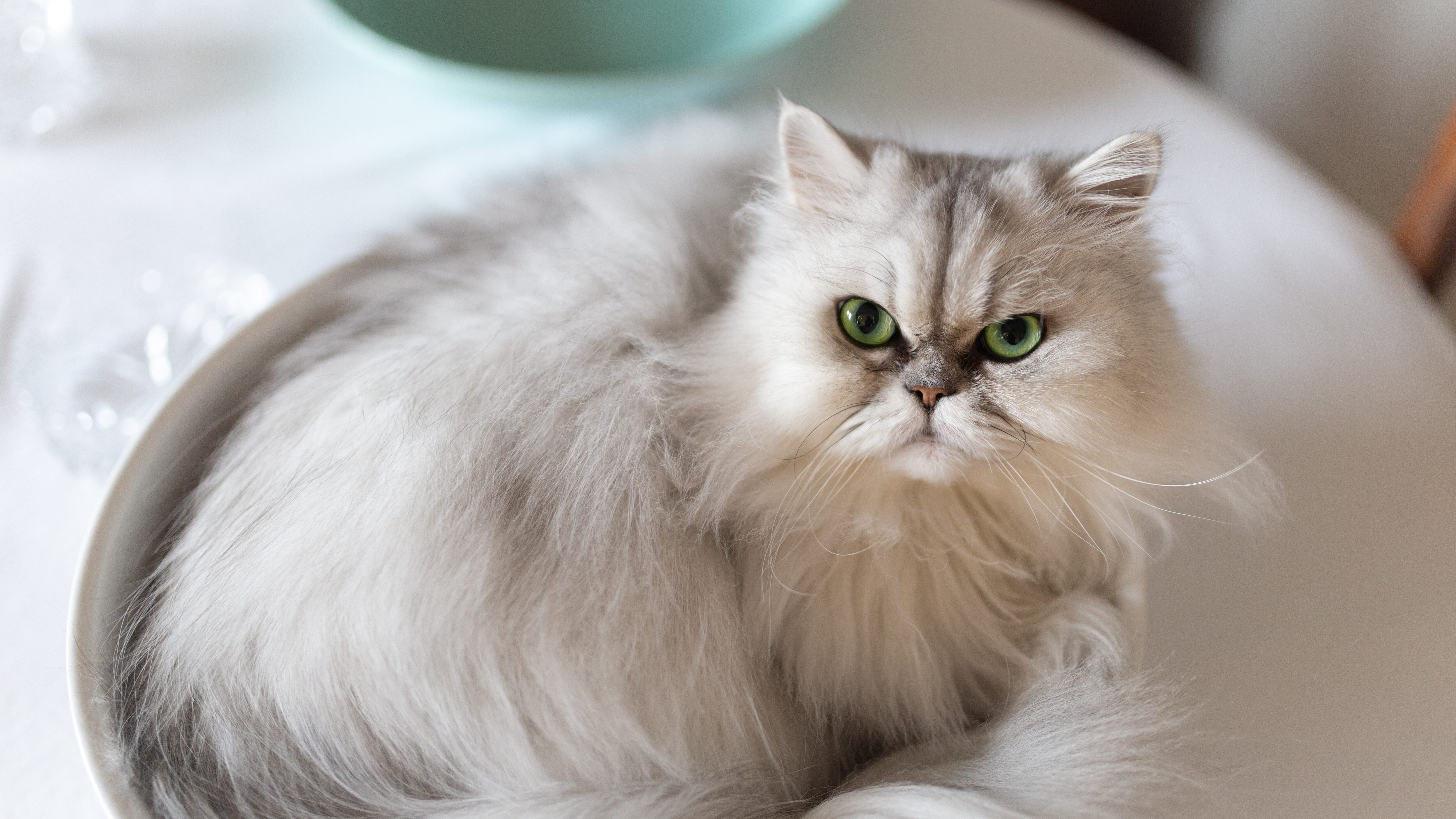 gatto rachicefalo