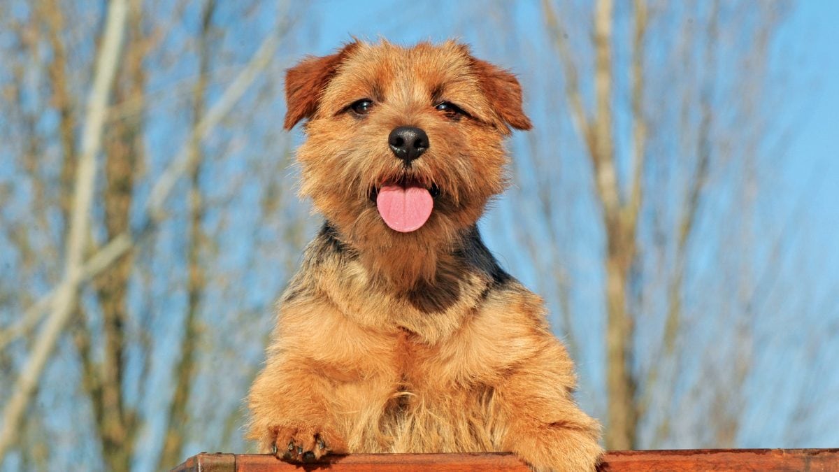 Norfolk Terrier