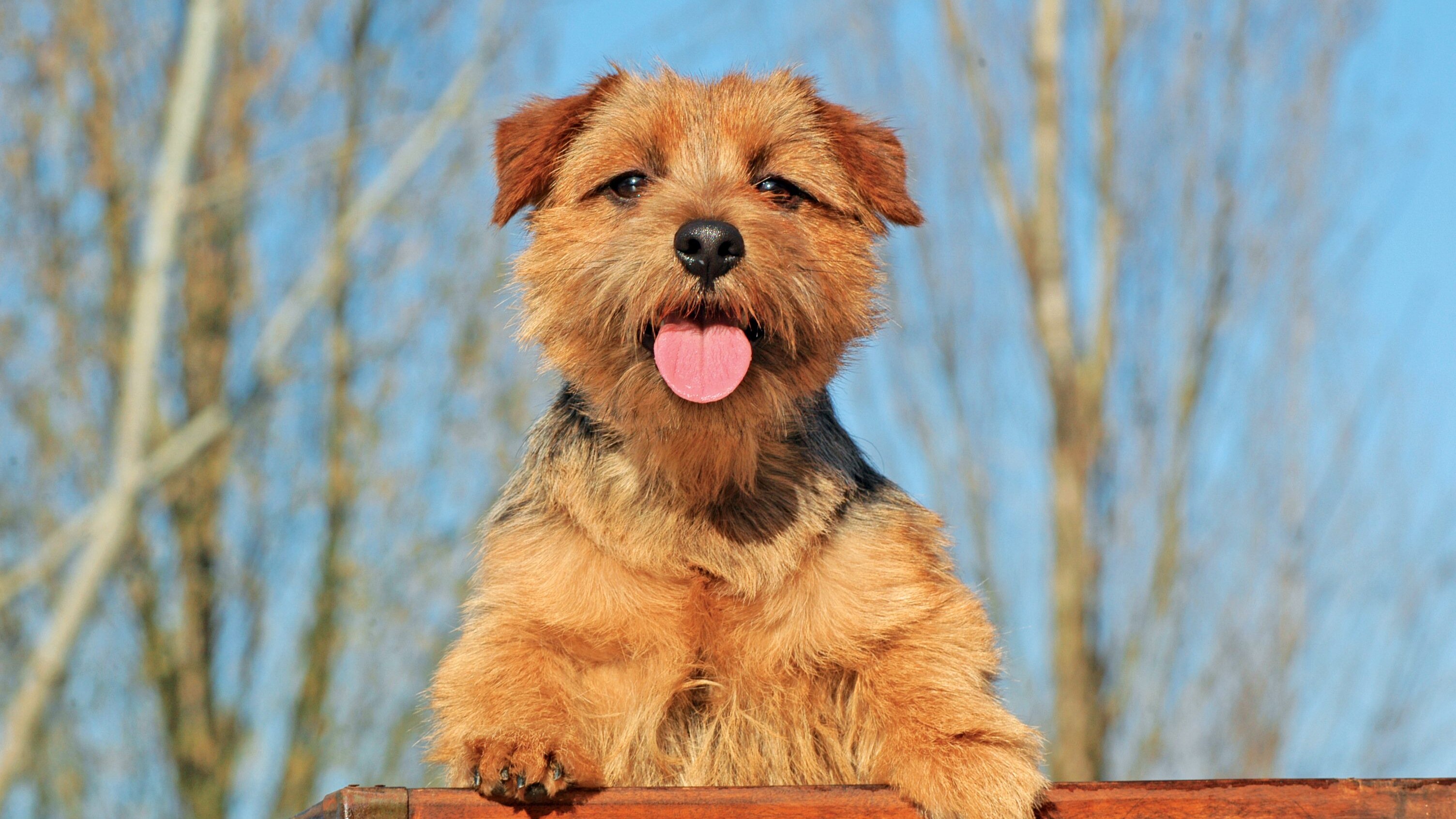 Norfolk Terrier