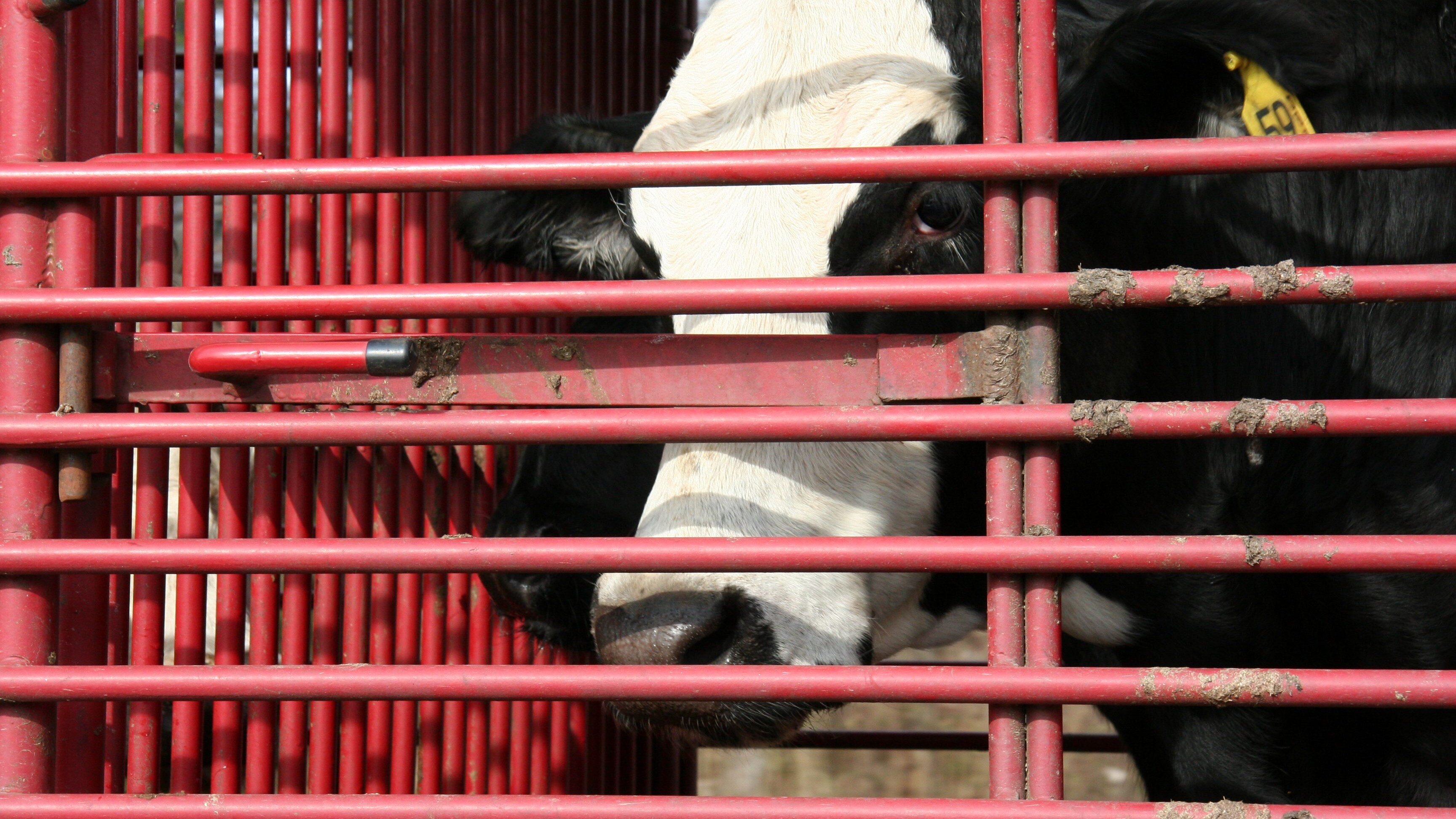 trasporto animali vivi