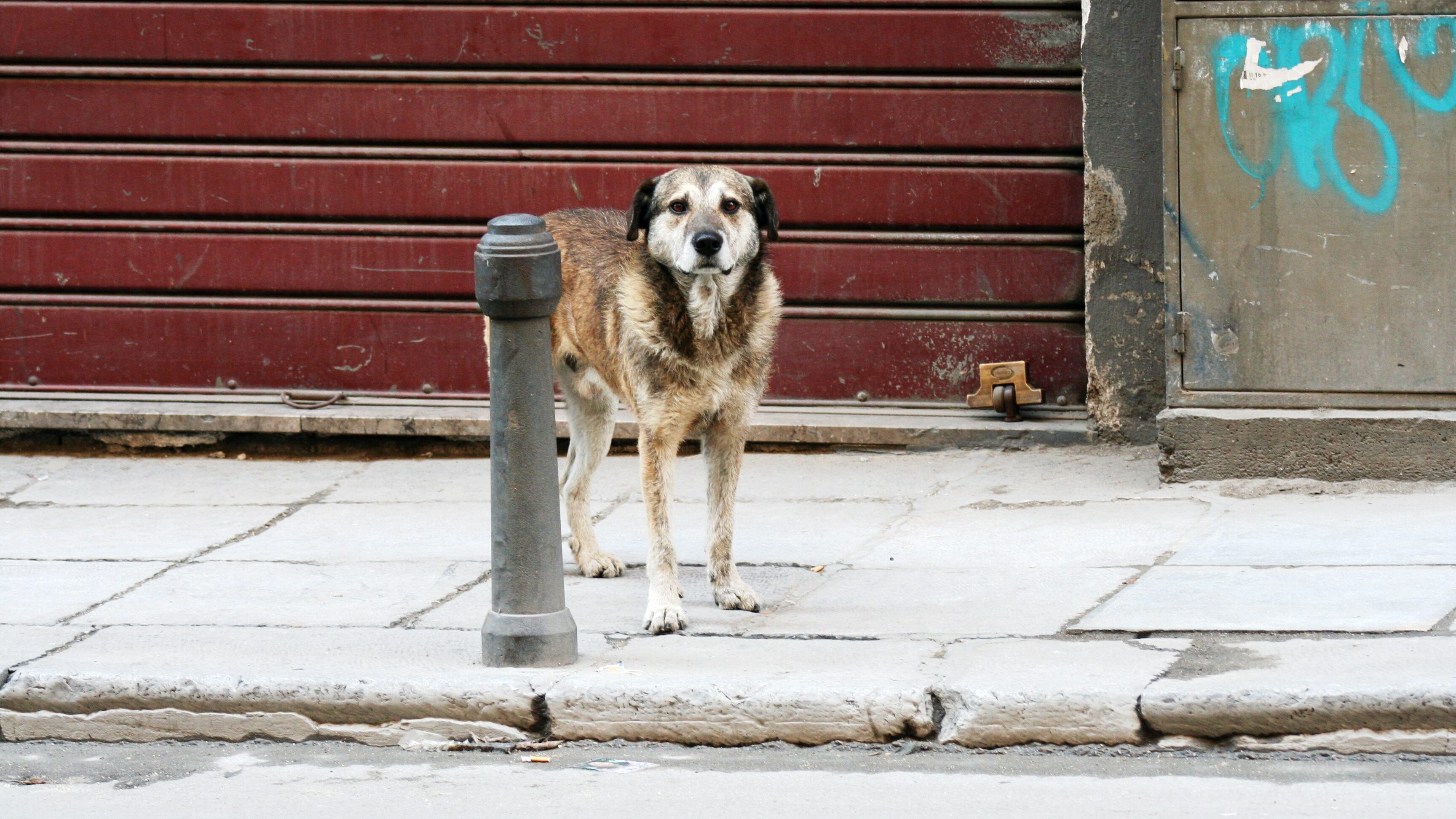 cane randagio