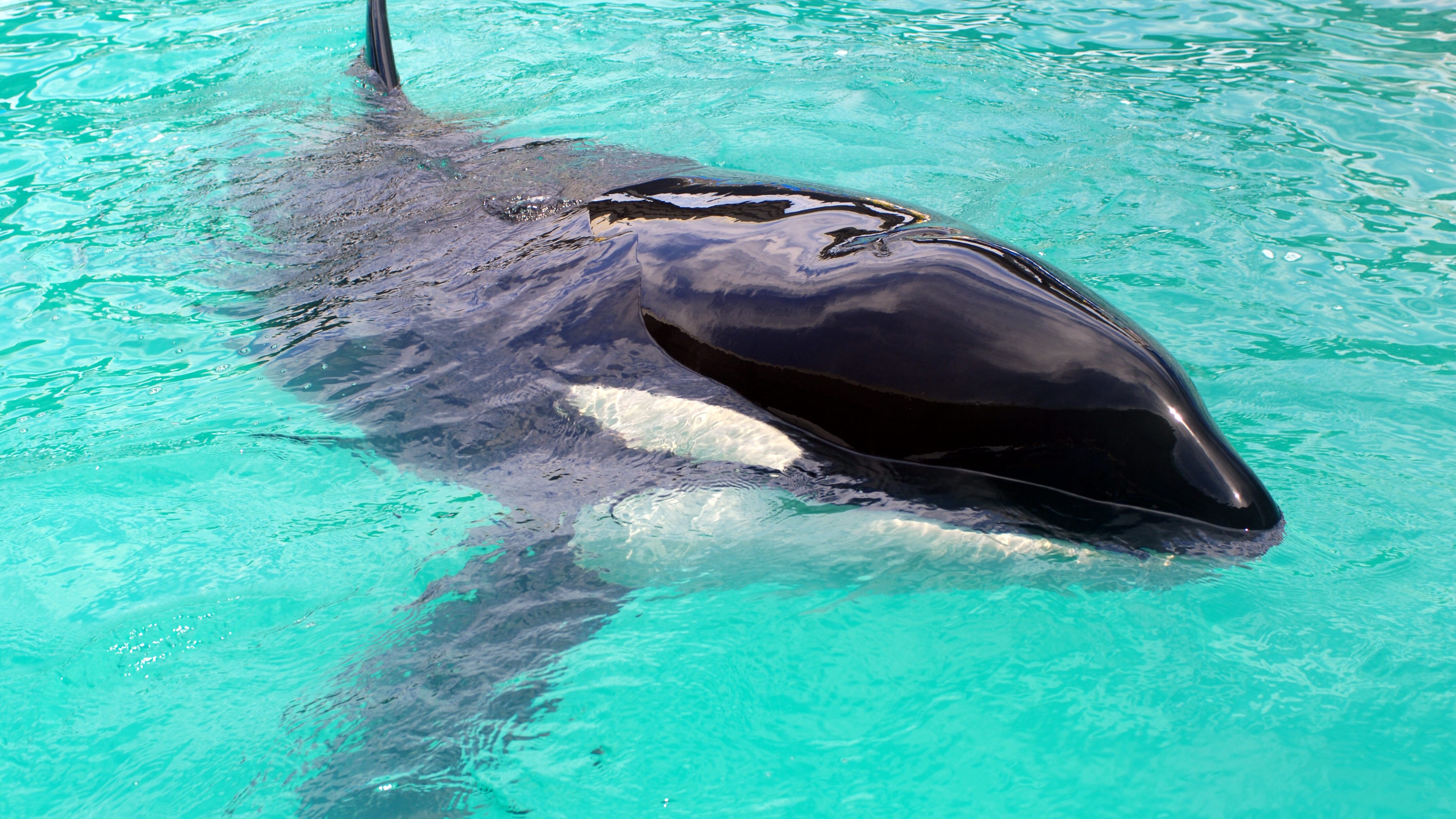 orca Lolita