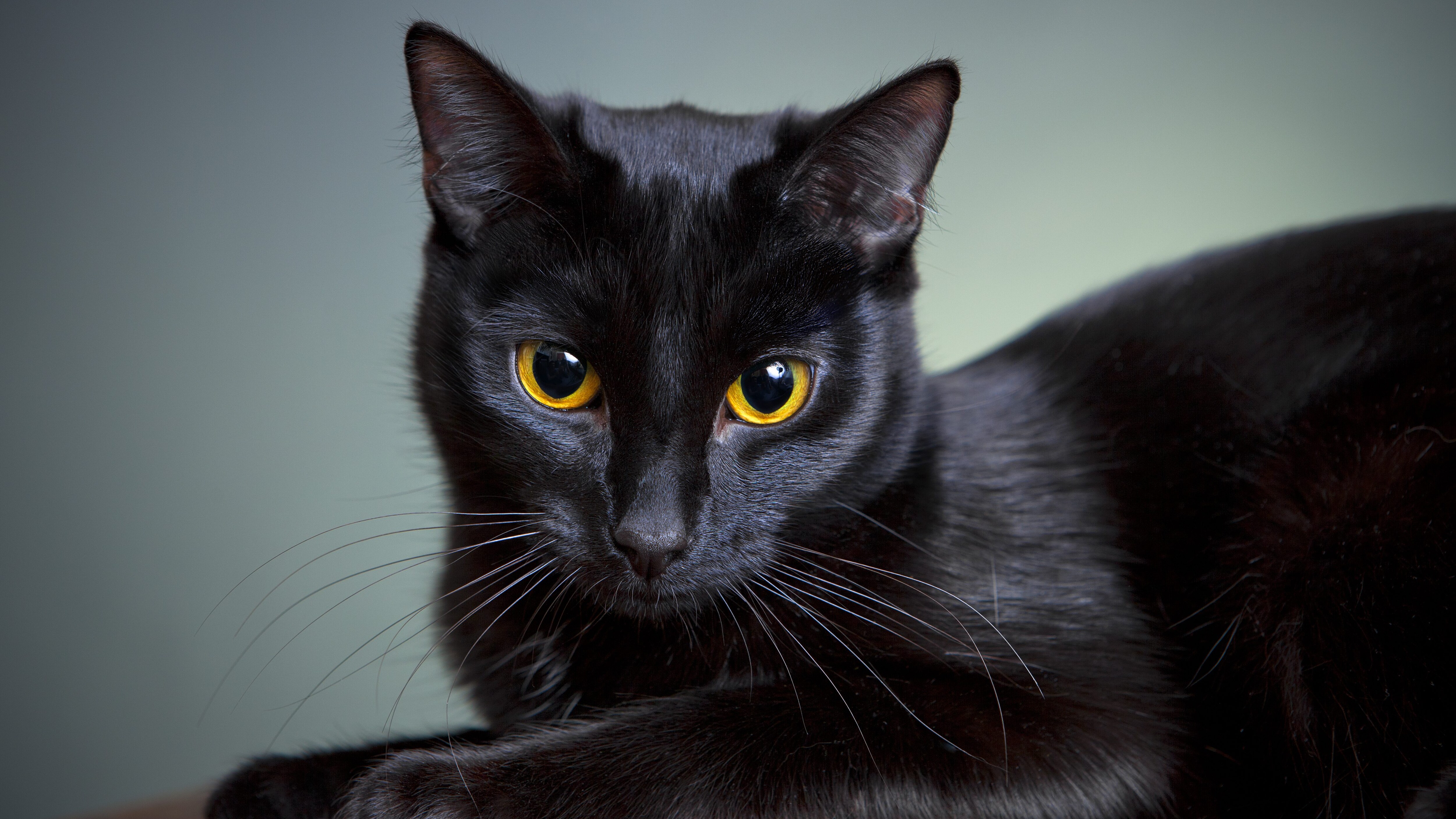 gatto nero
