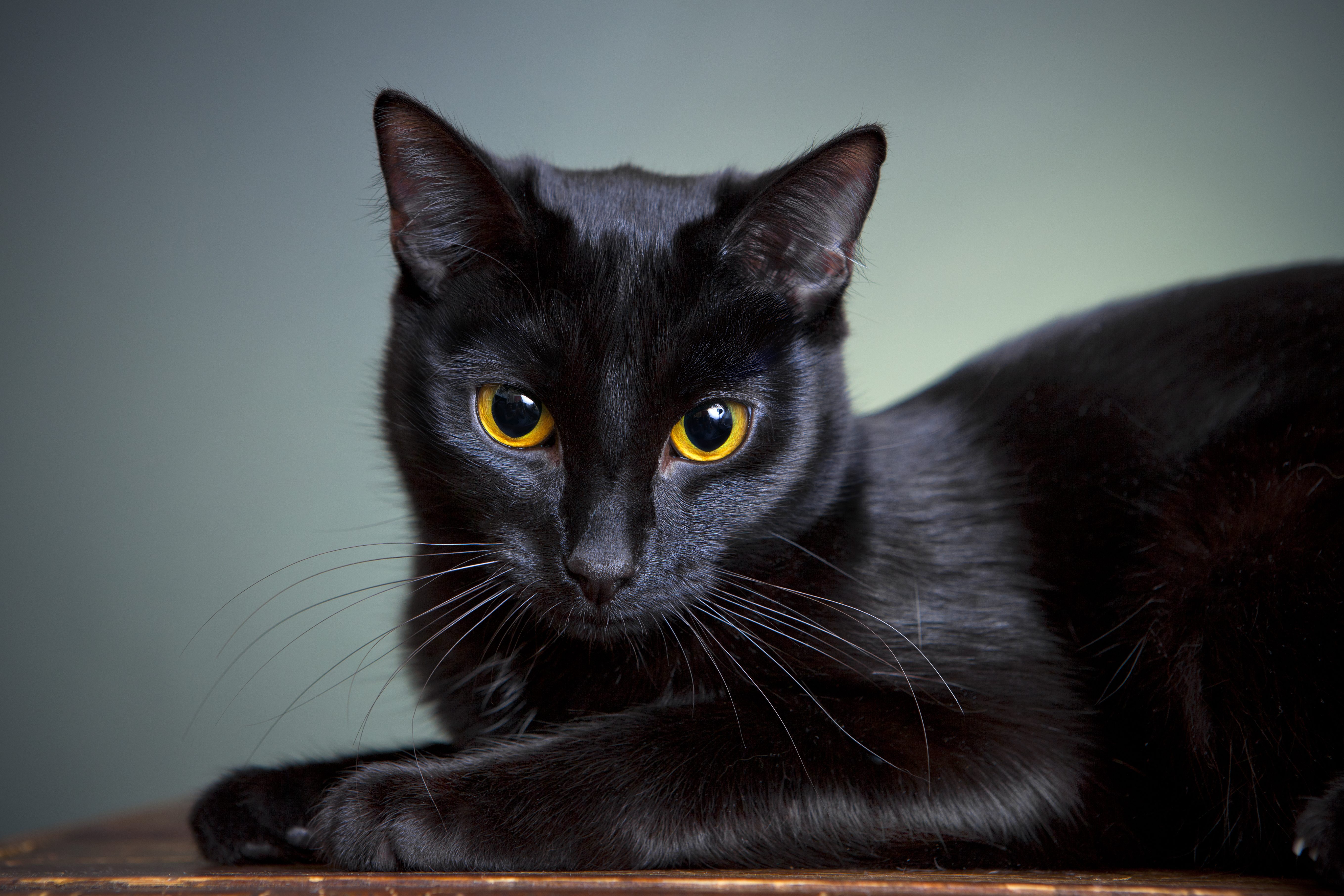 gatto nero