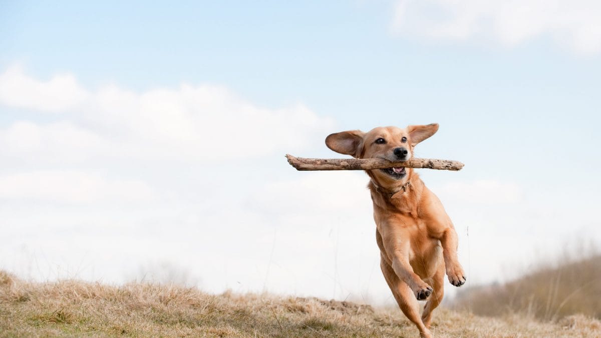 cane vivace
