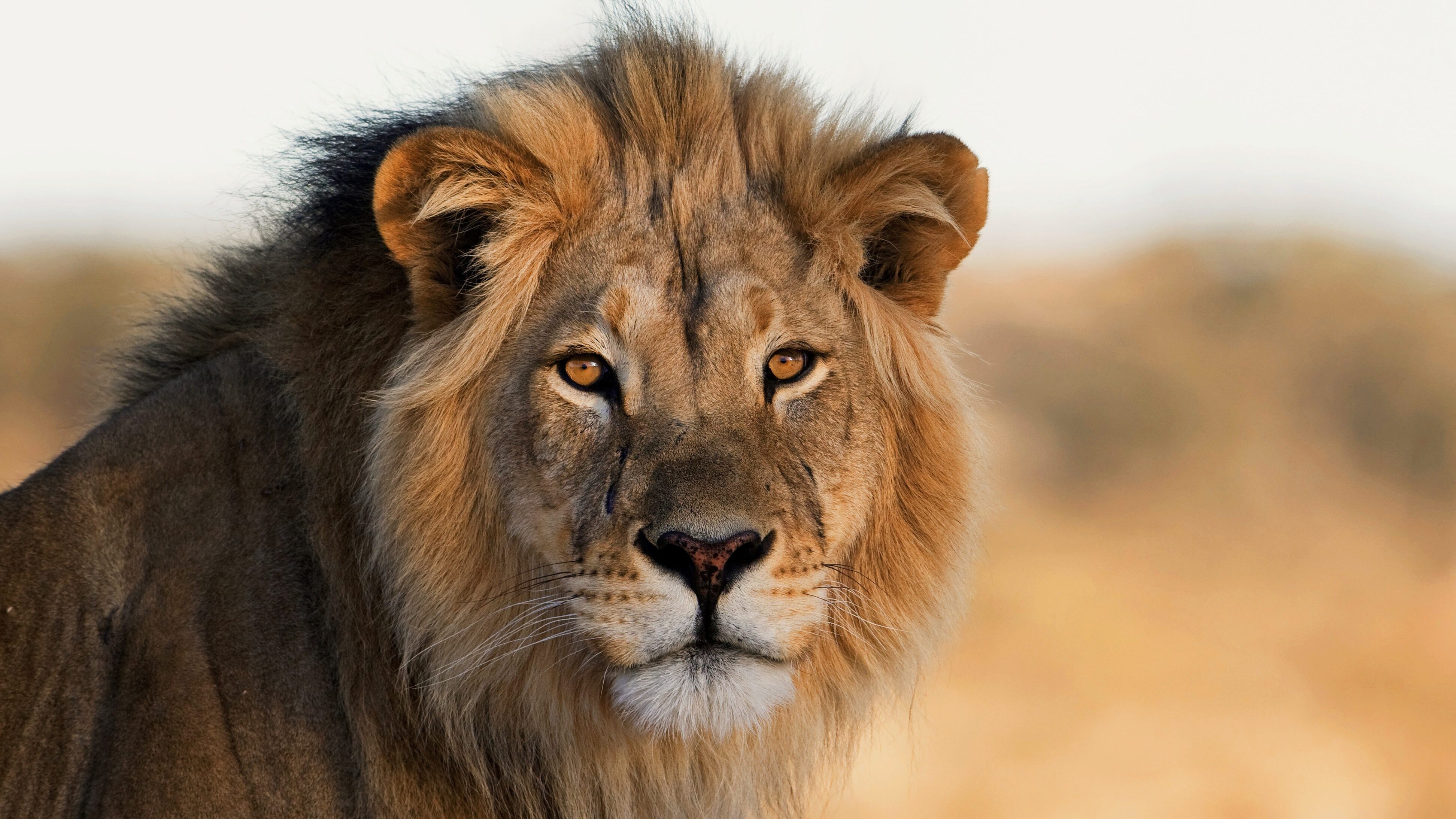 leone