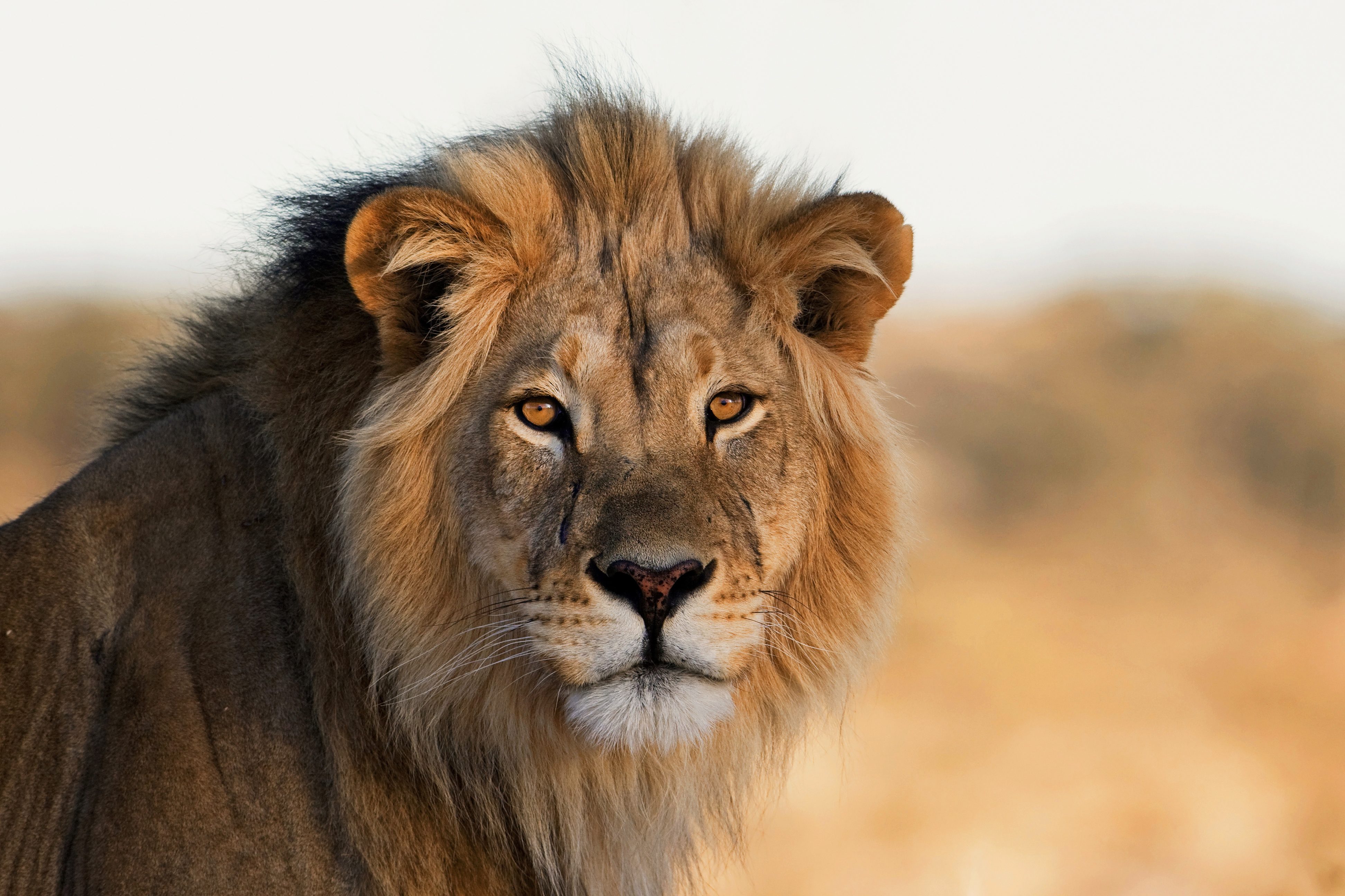leone