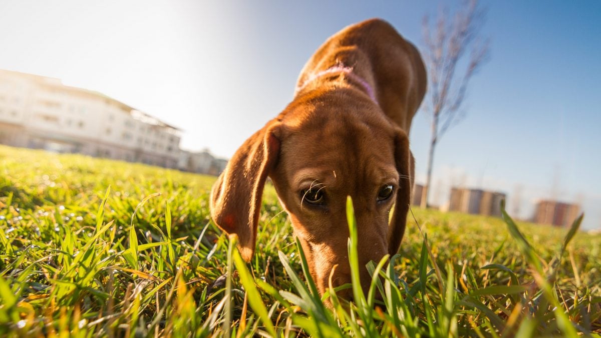 cane