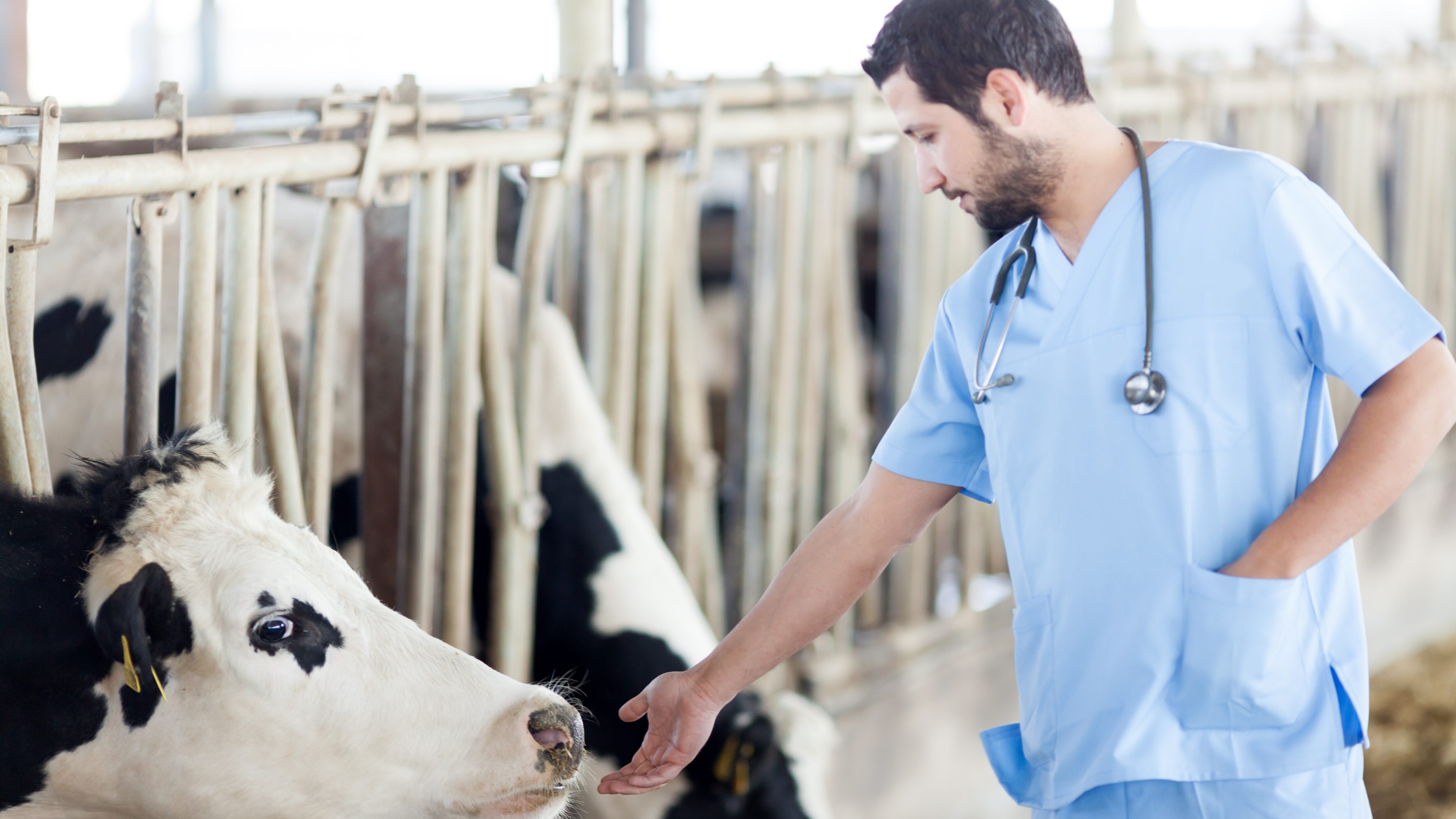 veterinario mucca