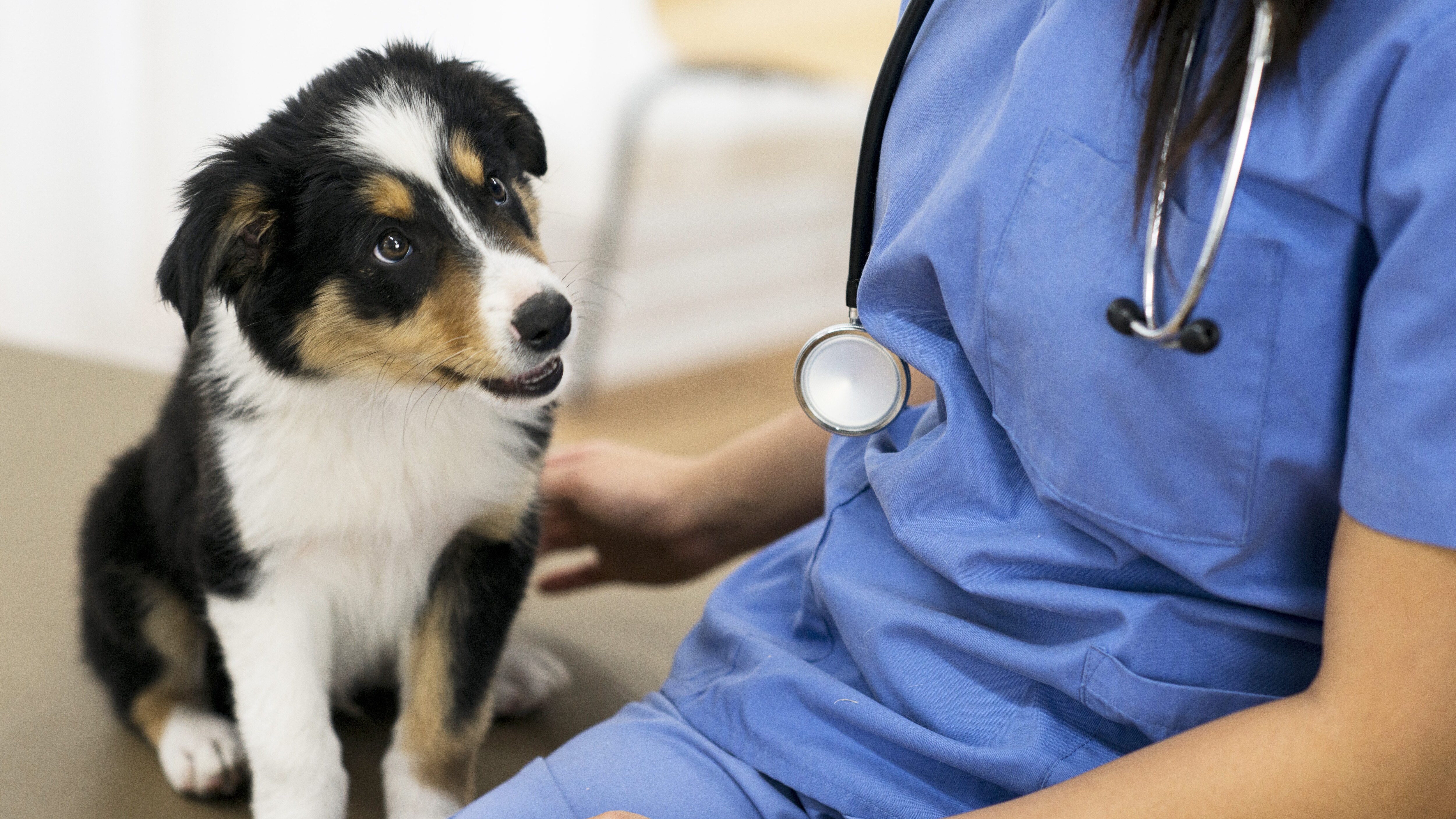 veterinari