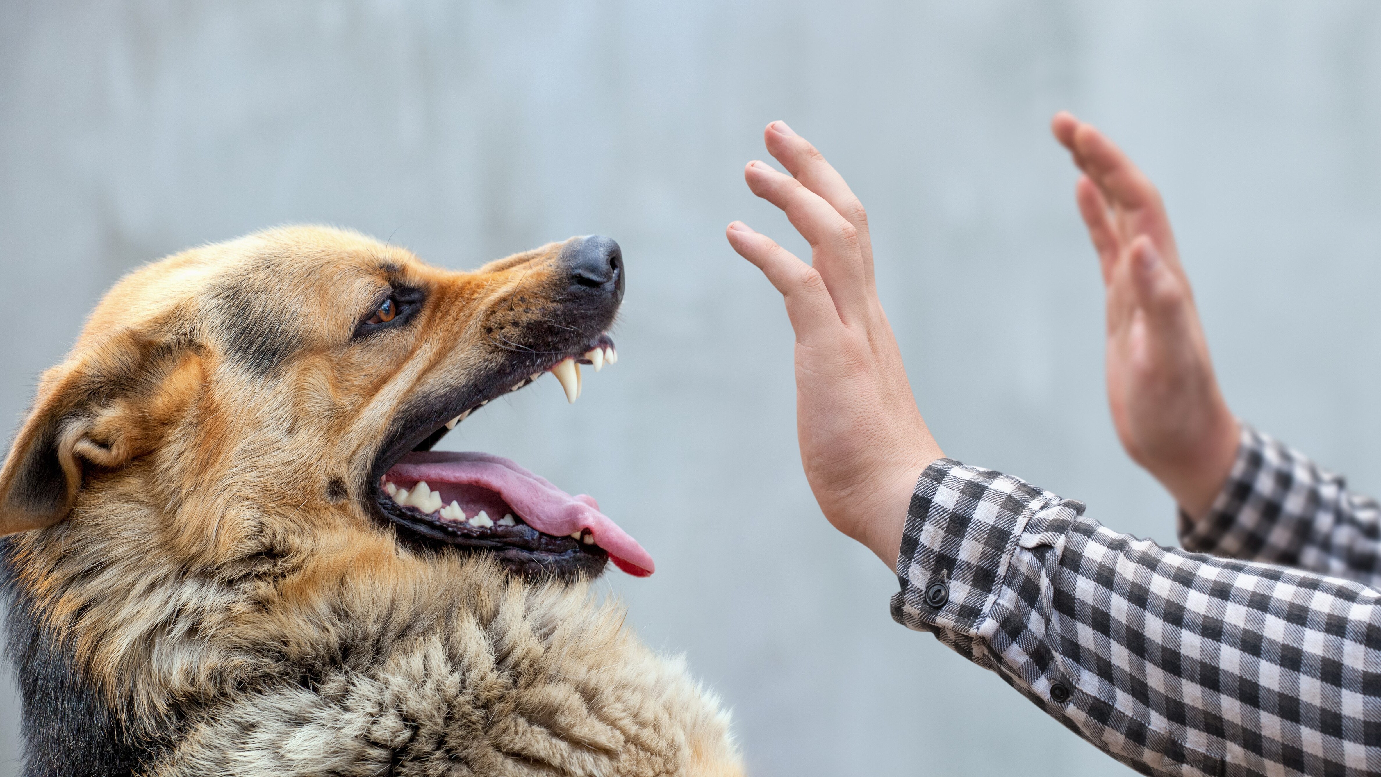 cane aggressivo