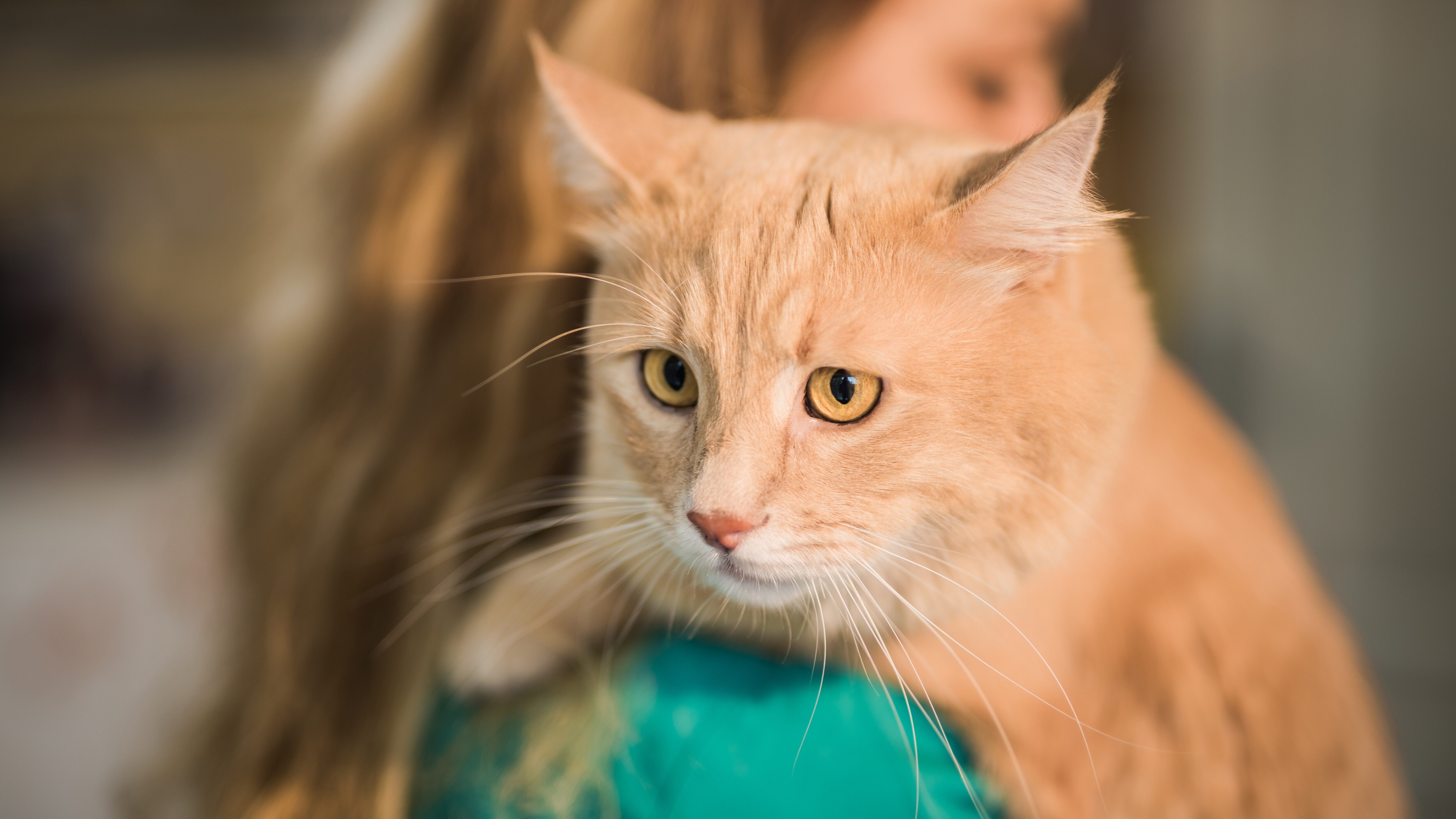 gatto