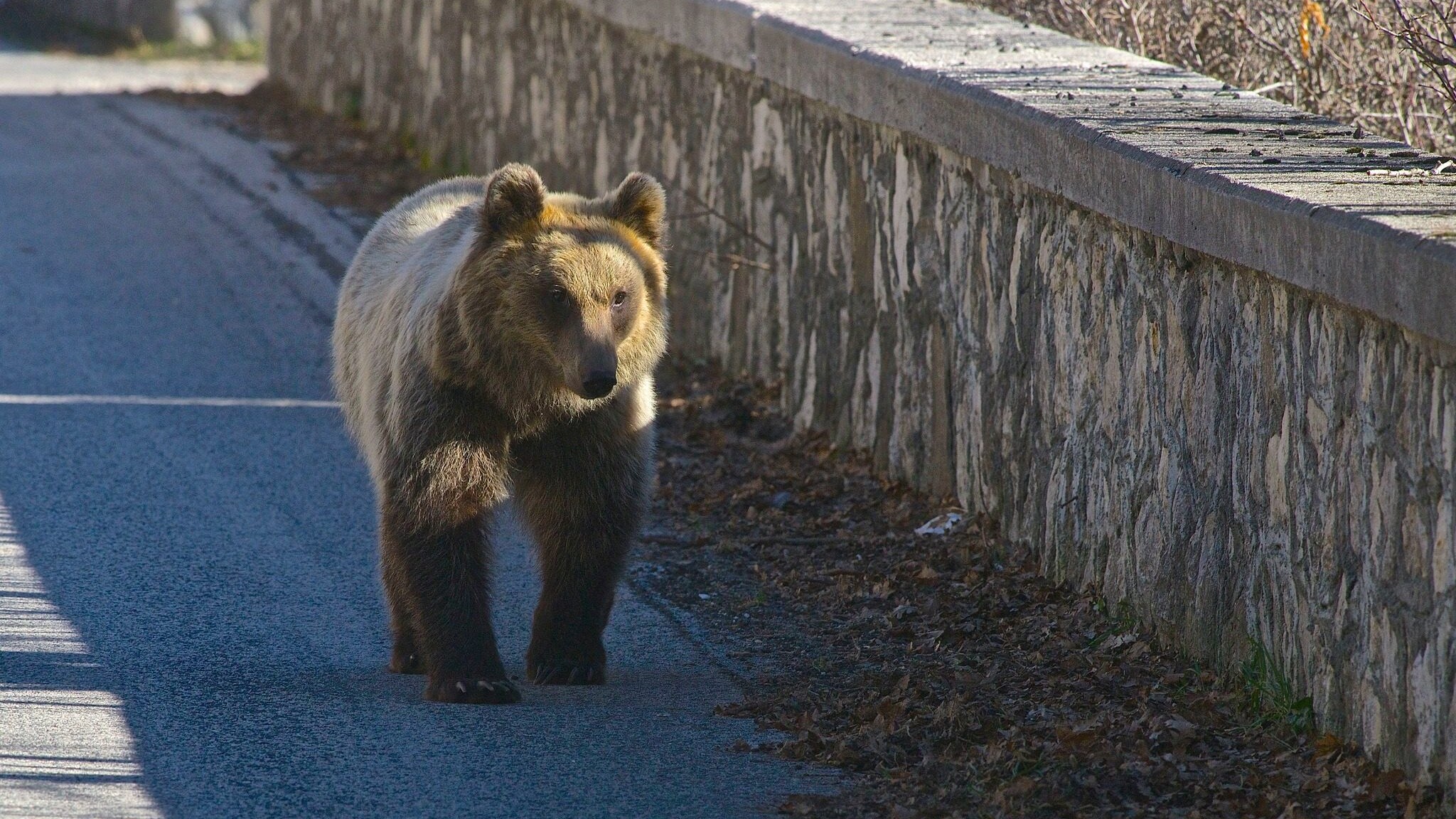 orso marsicano