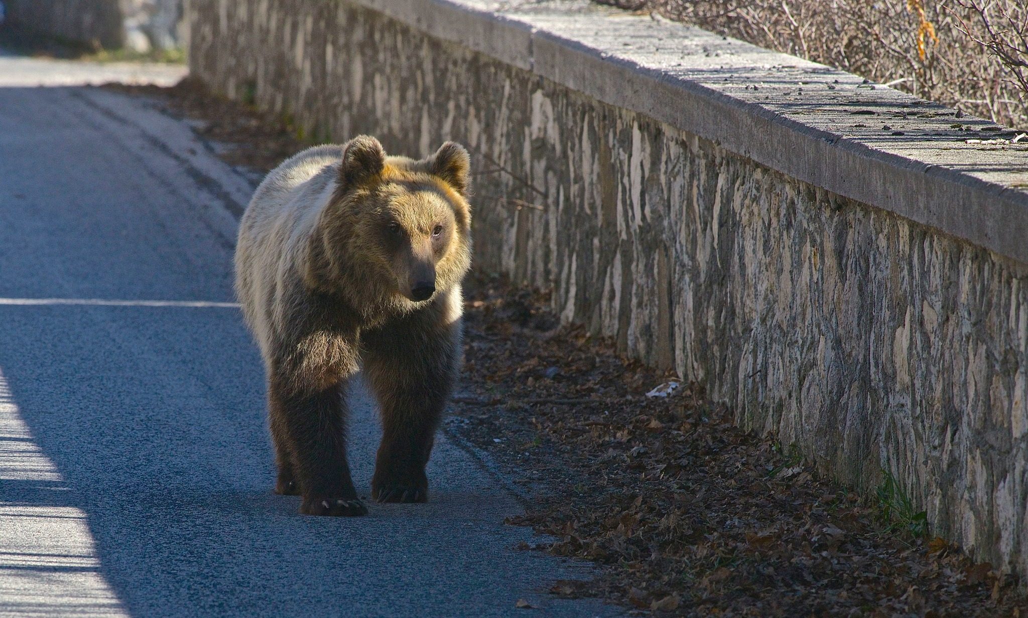 orso marsicano