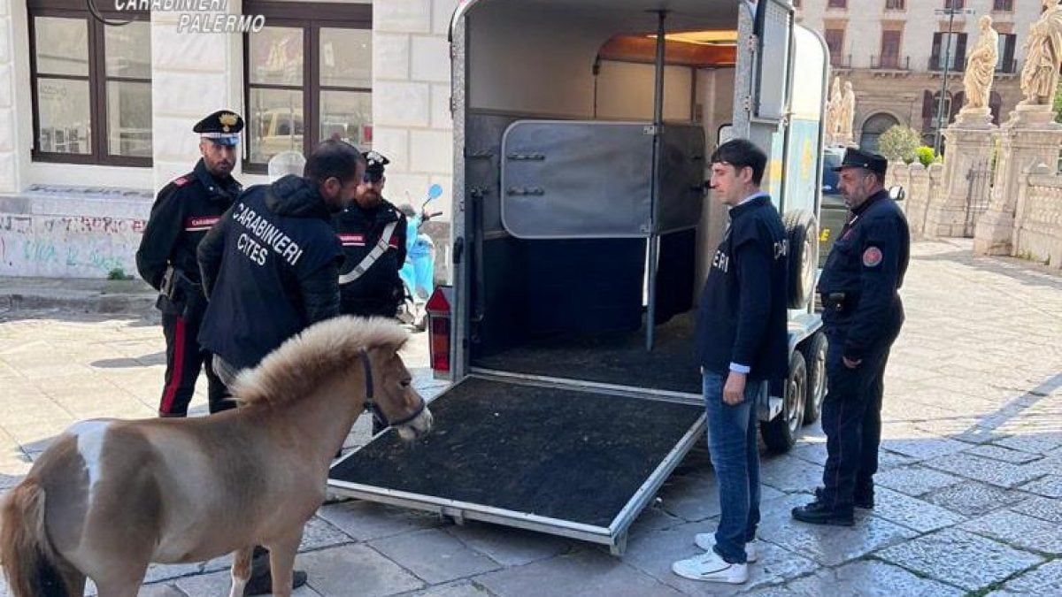 pony palermo