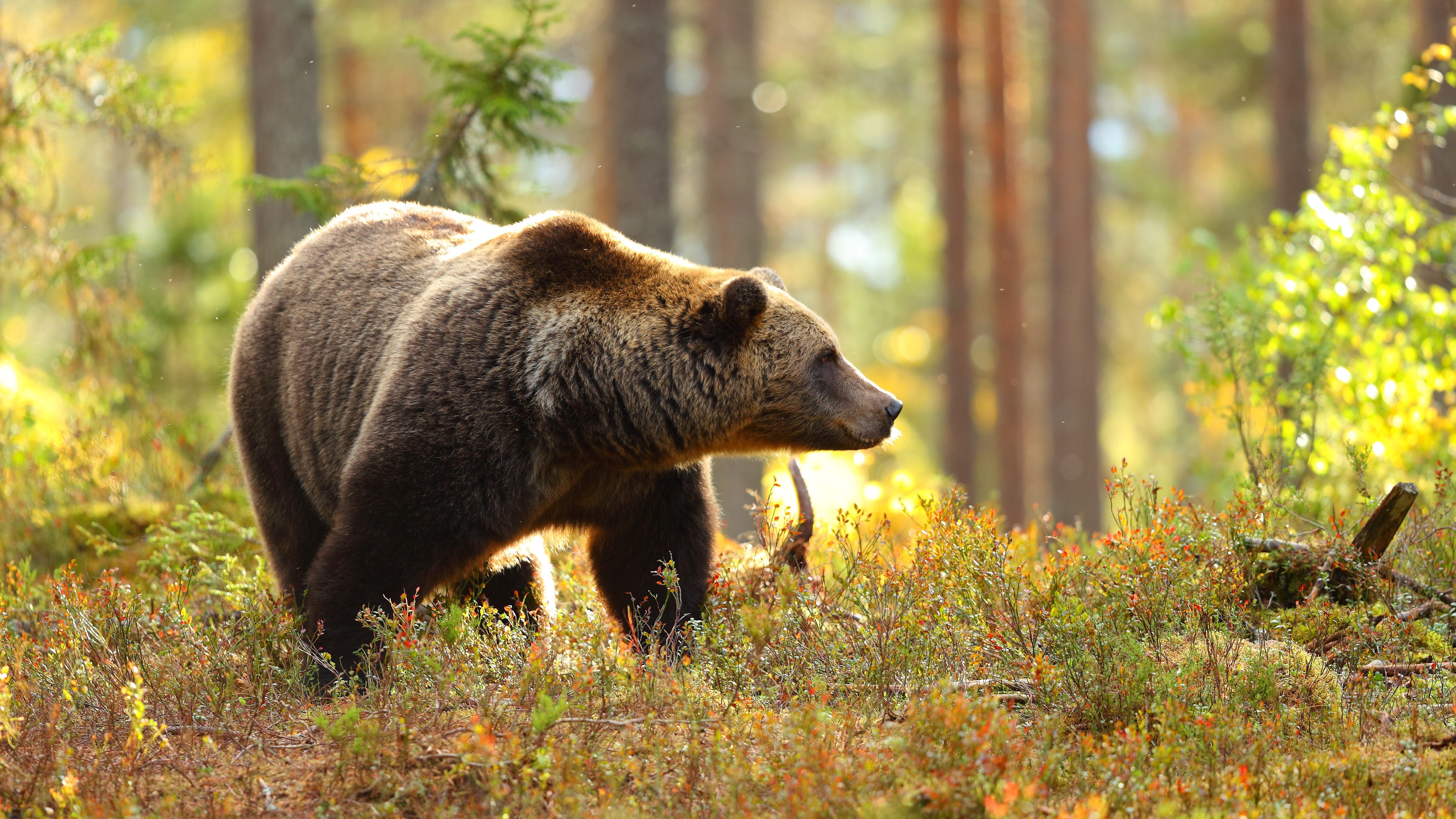 orso