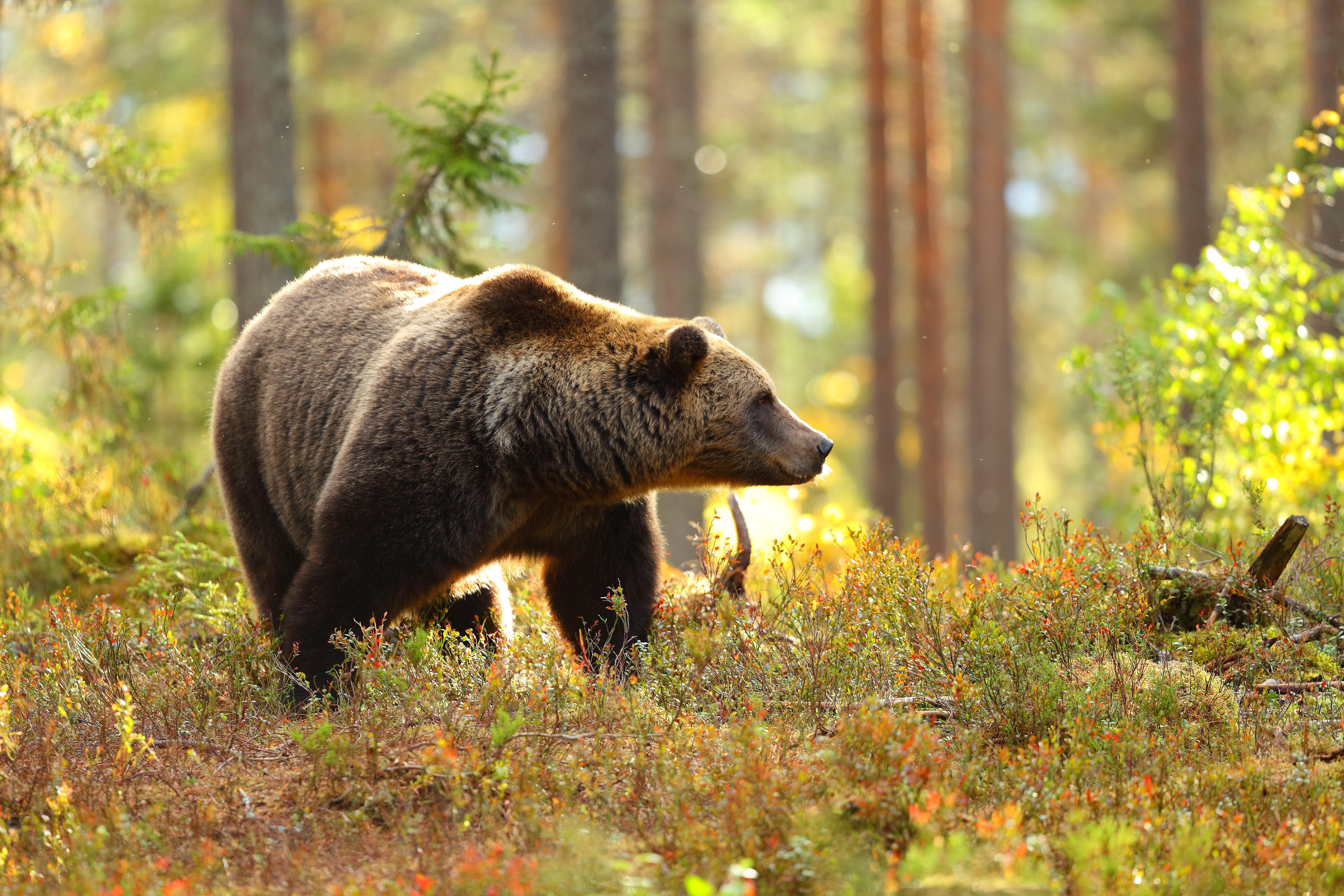 orso