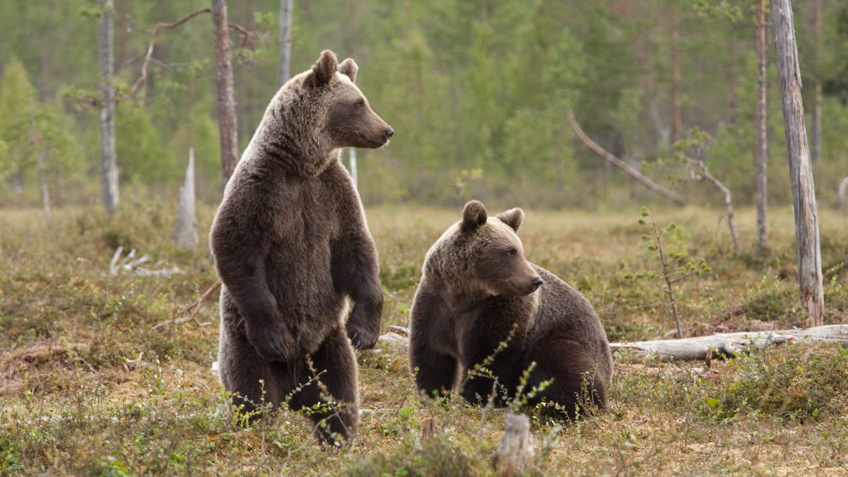 orso bruno