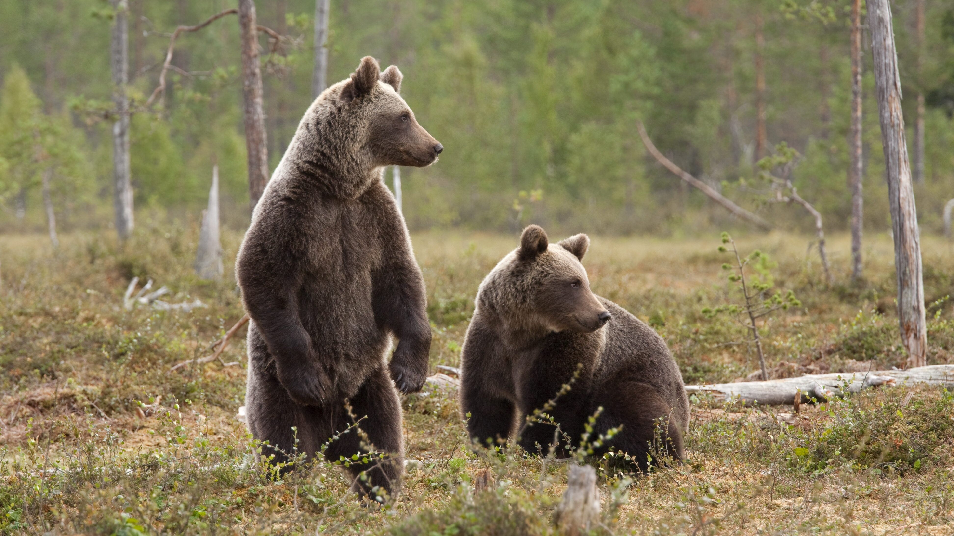 orso bruno