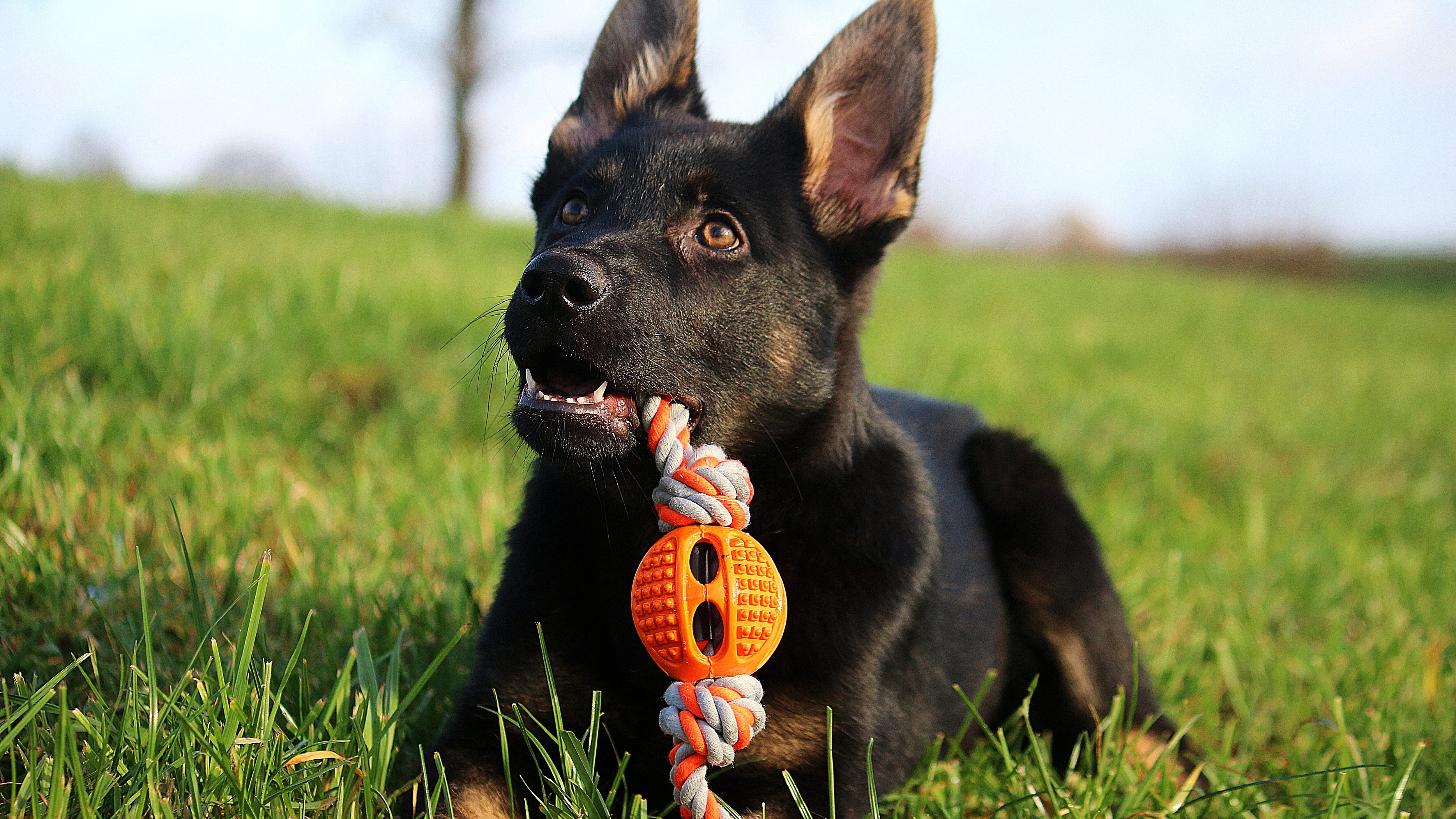 cane gioco