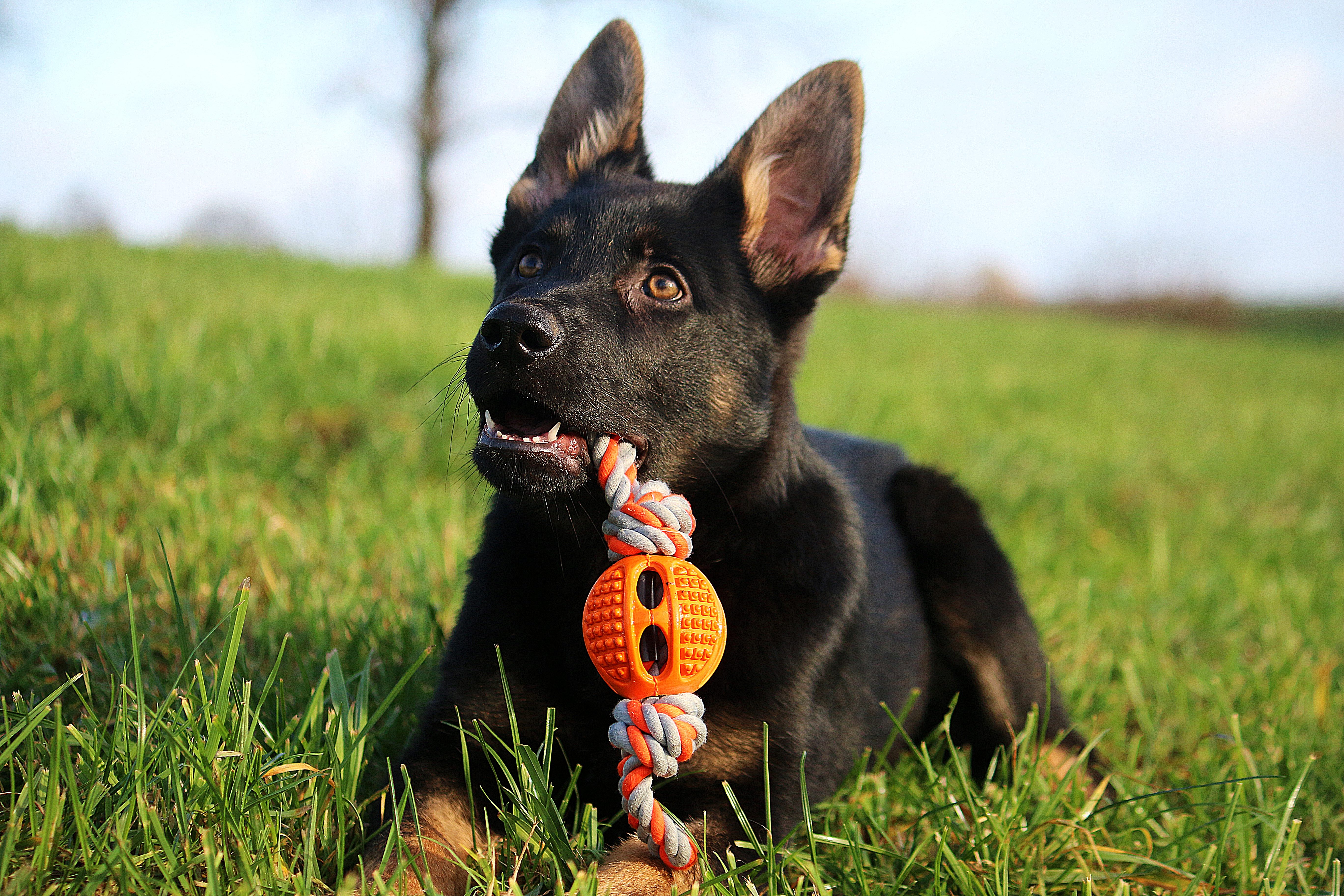 cane gioco