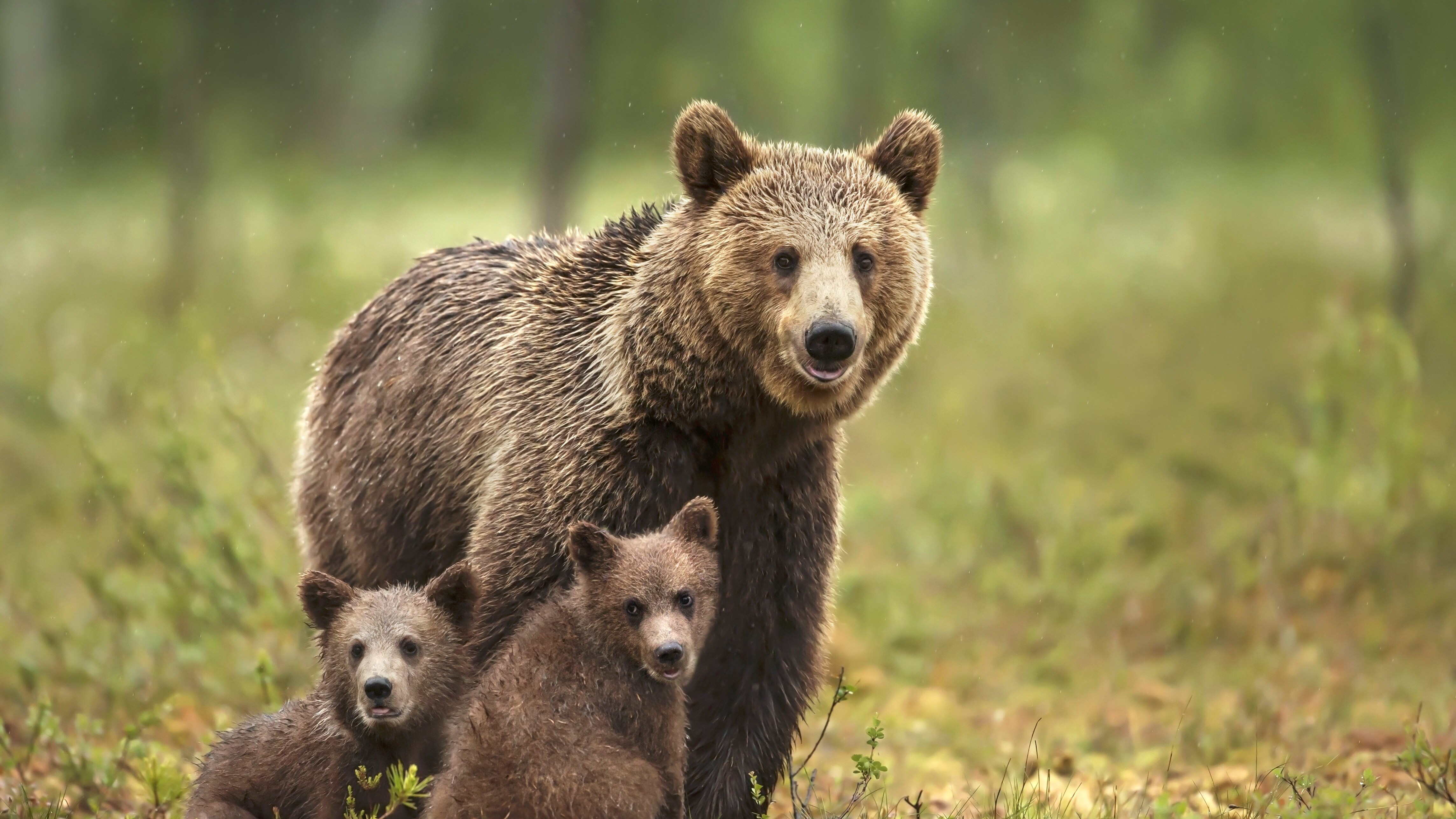 orso