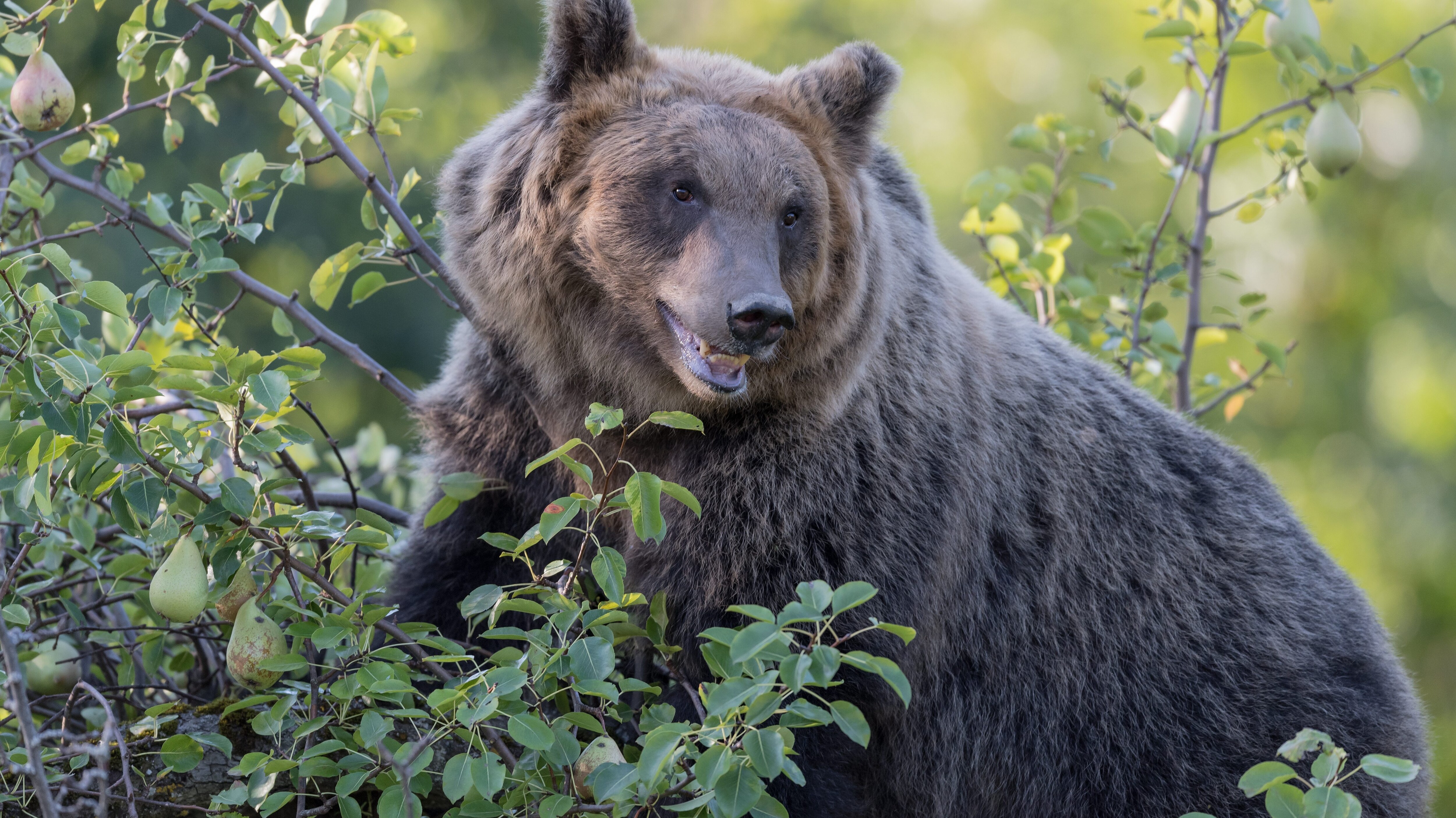 orso marsicano