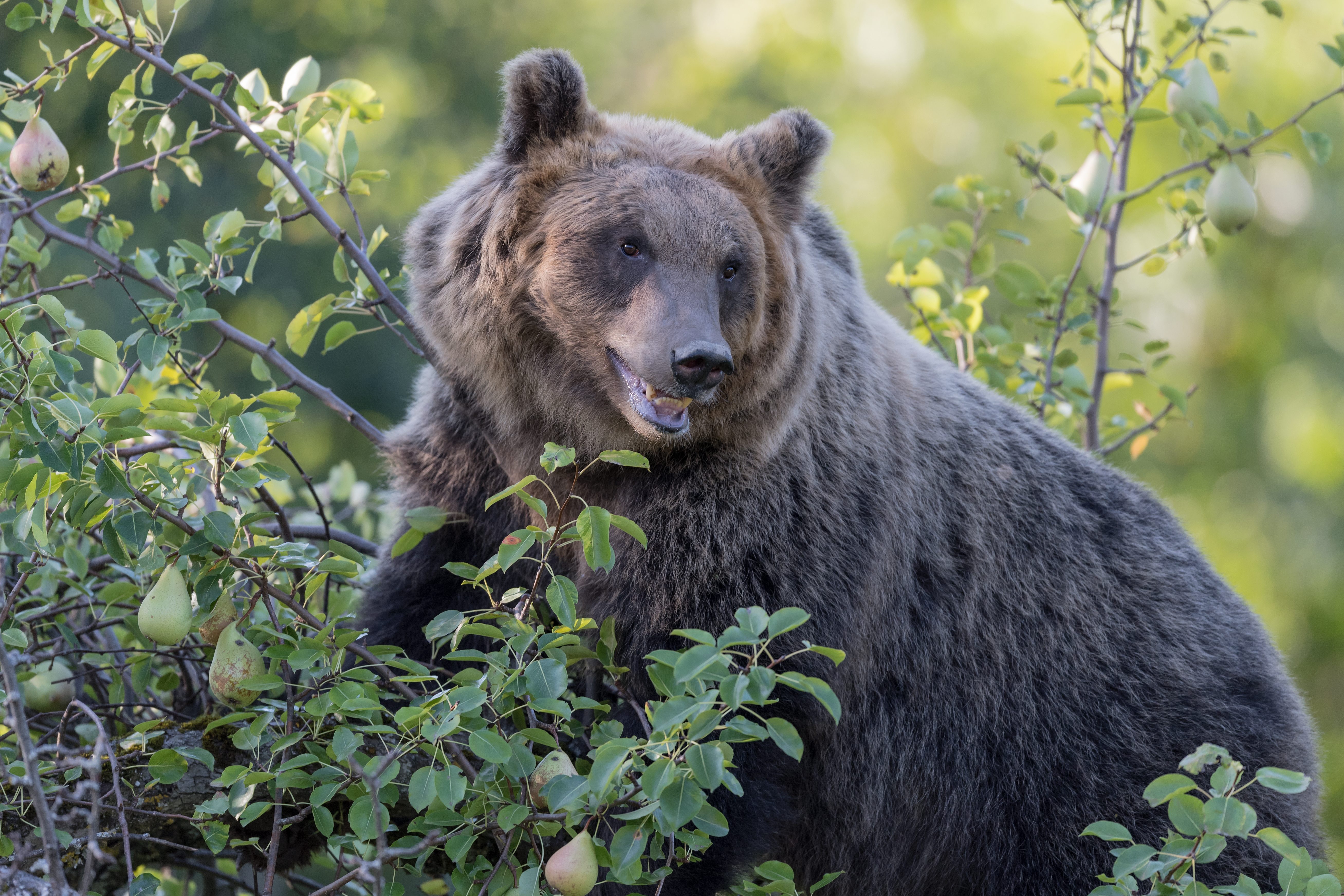orso marsicano