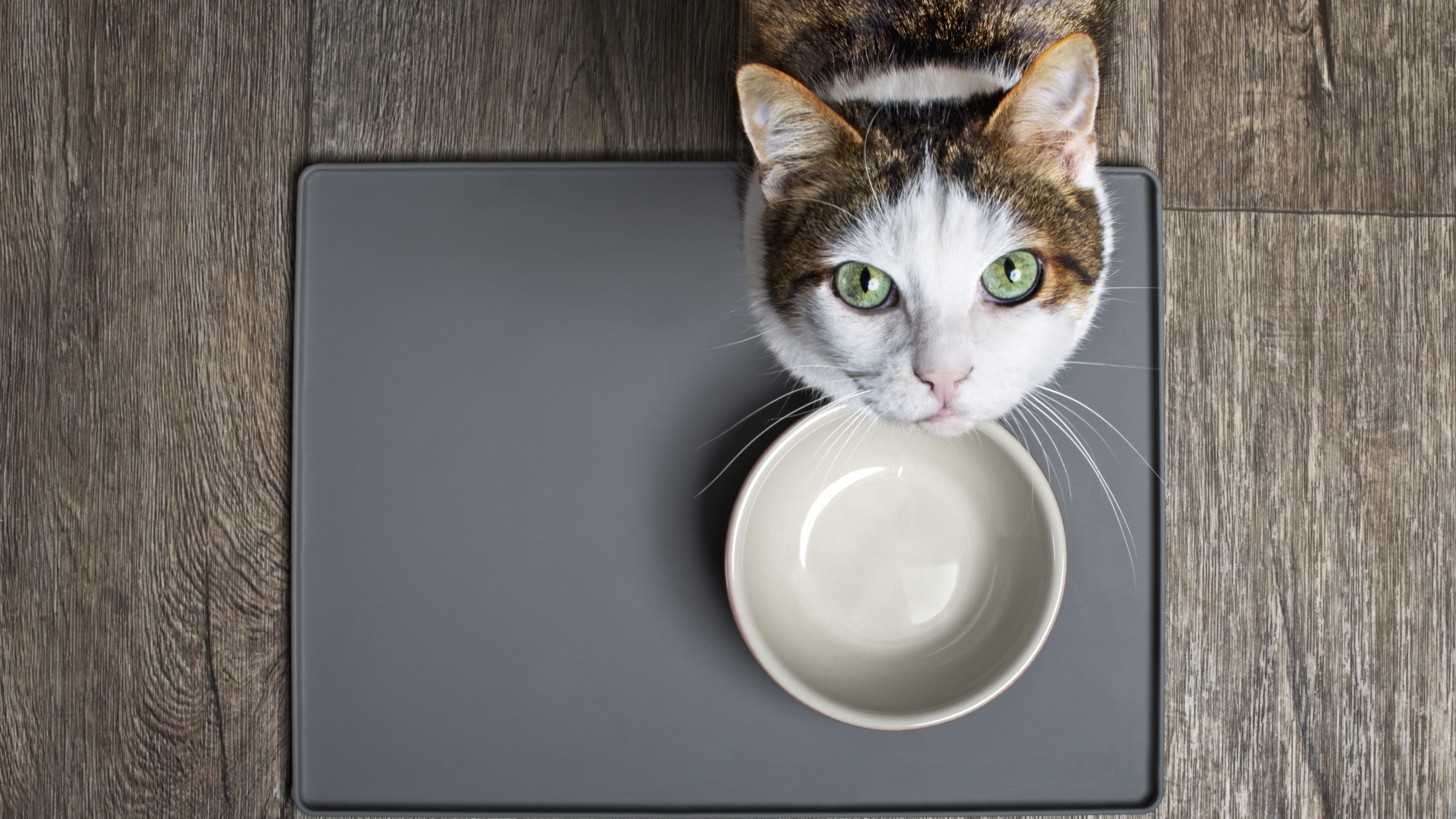 gatto ciotola