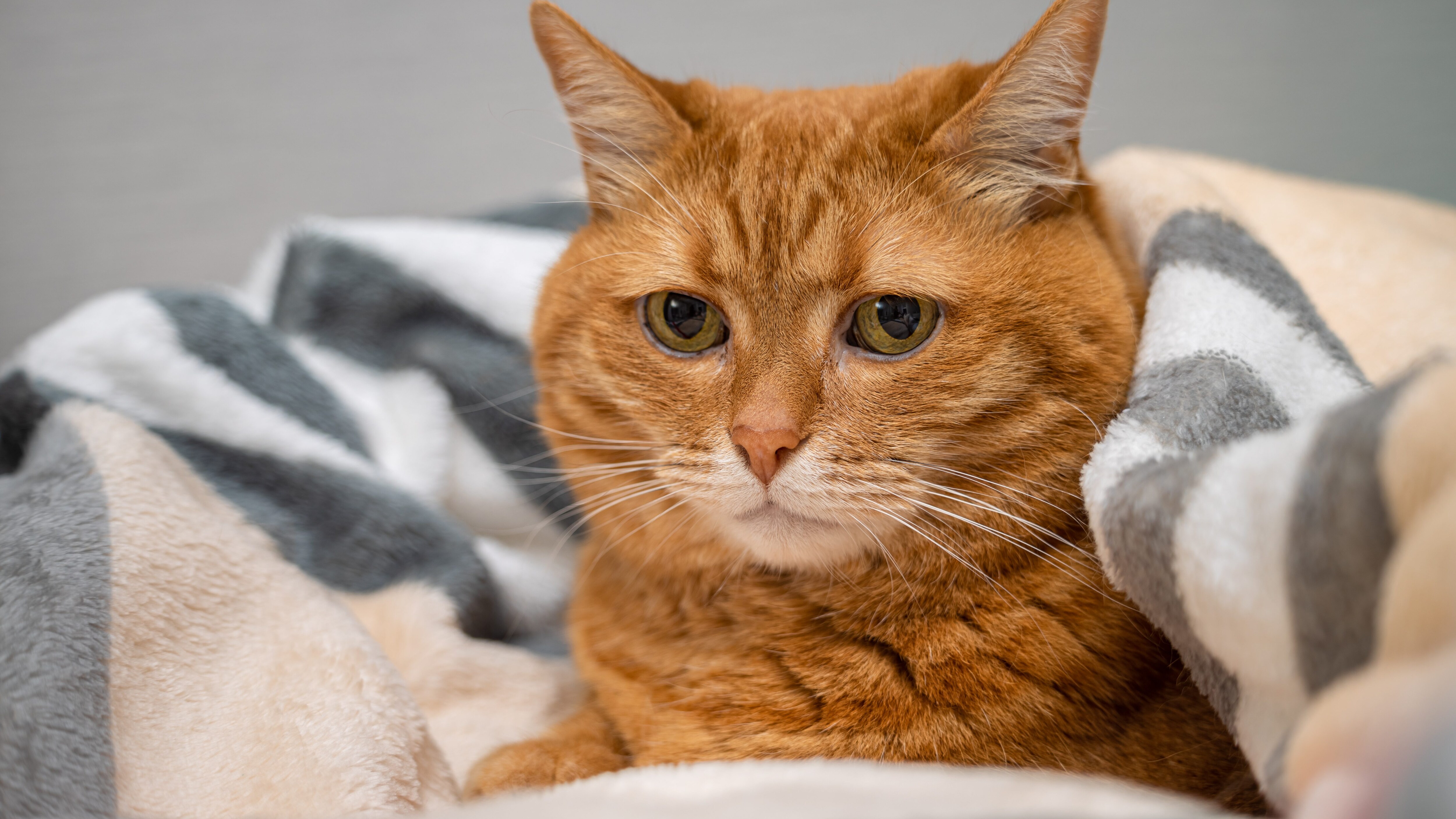 gatto