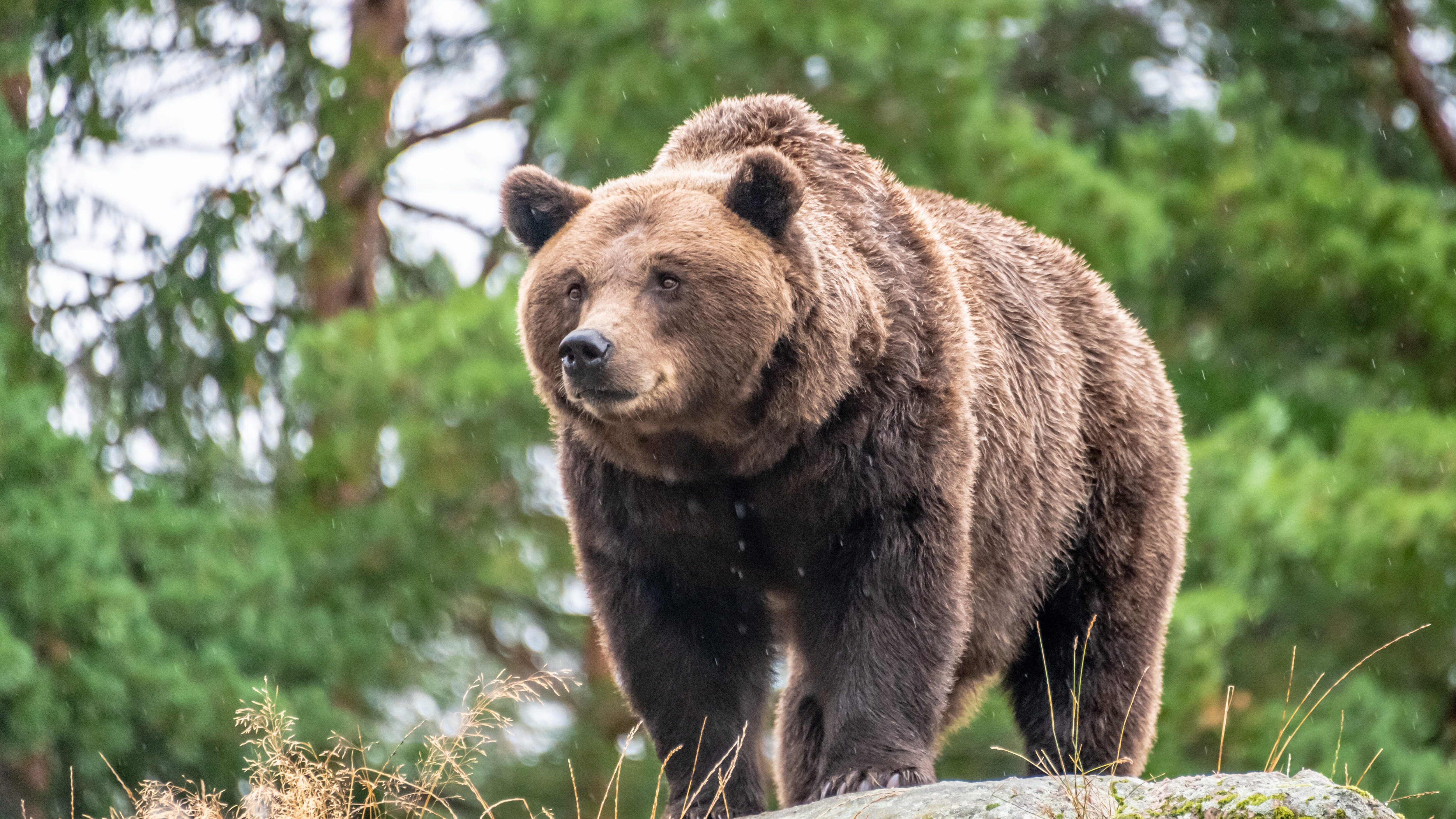orso bruno