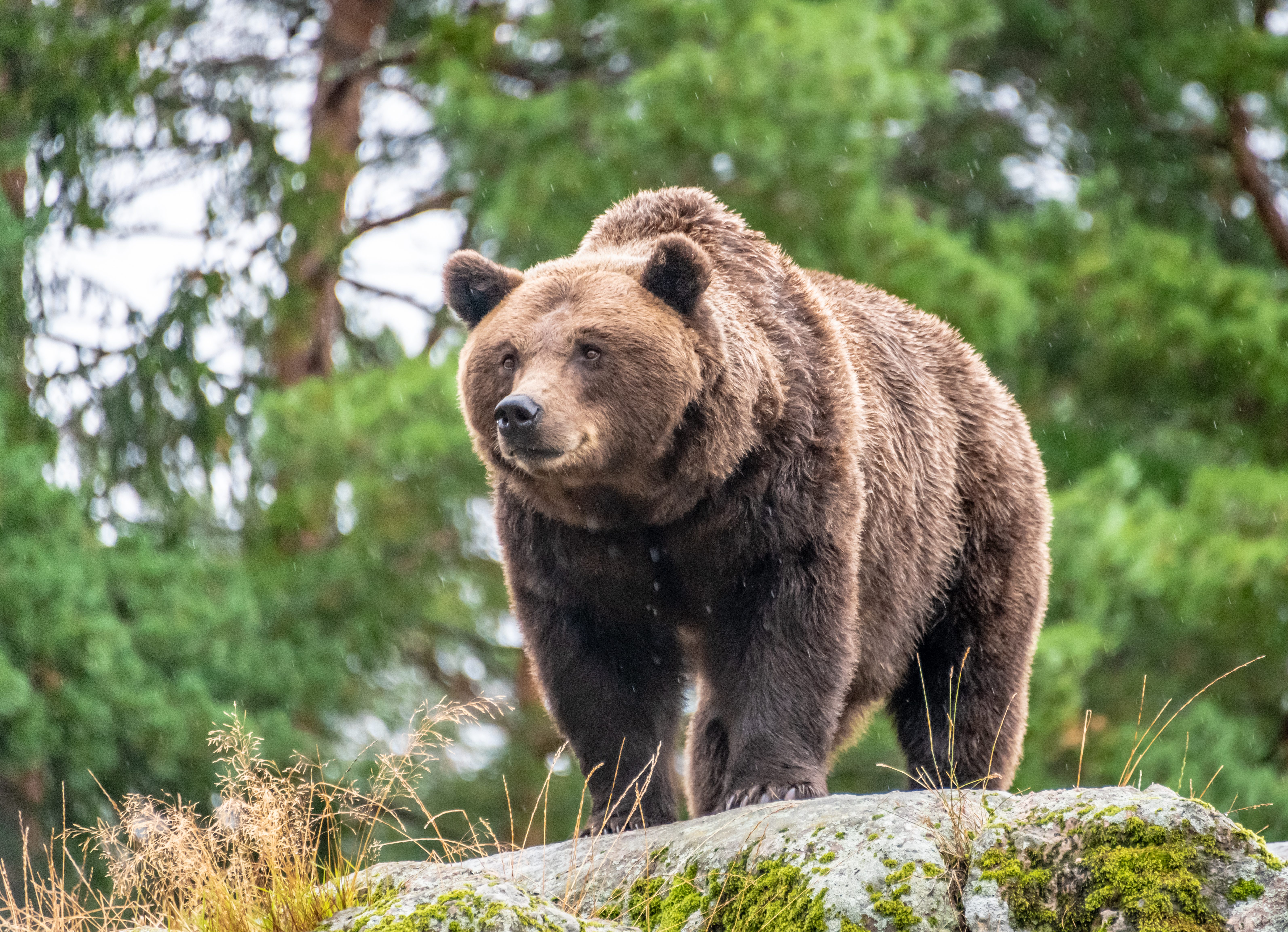 orso bruno