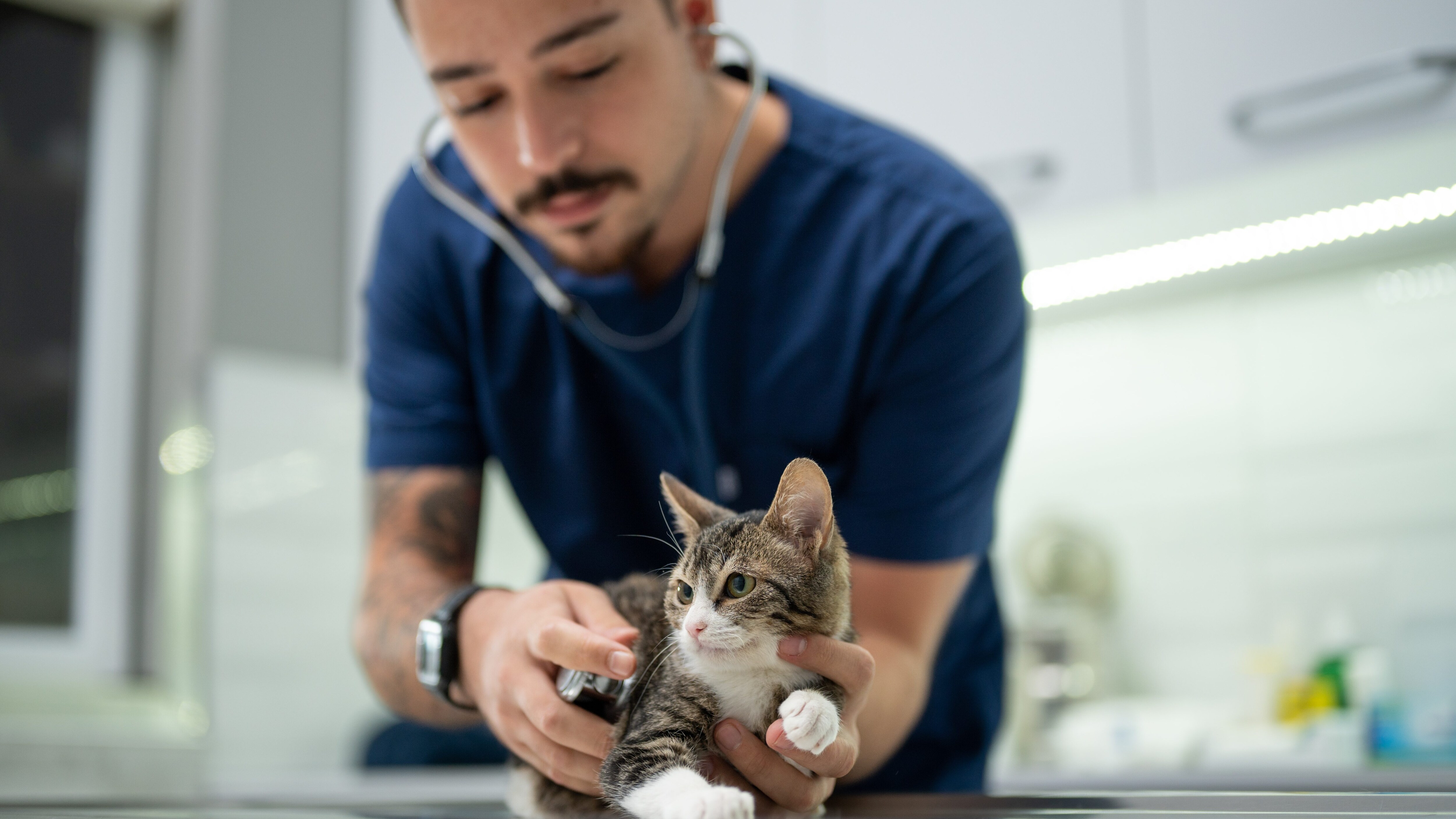 veterinari