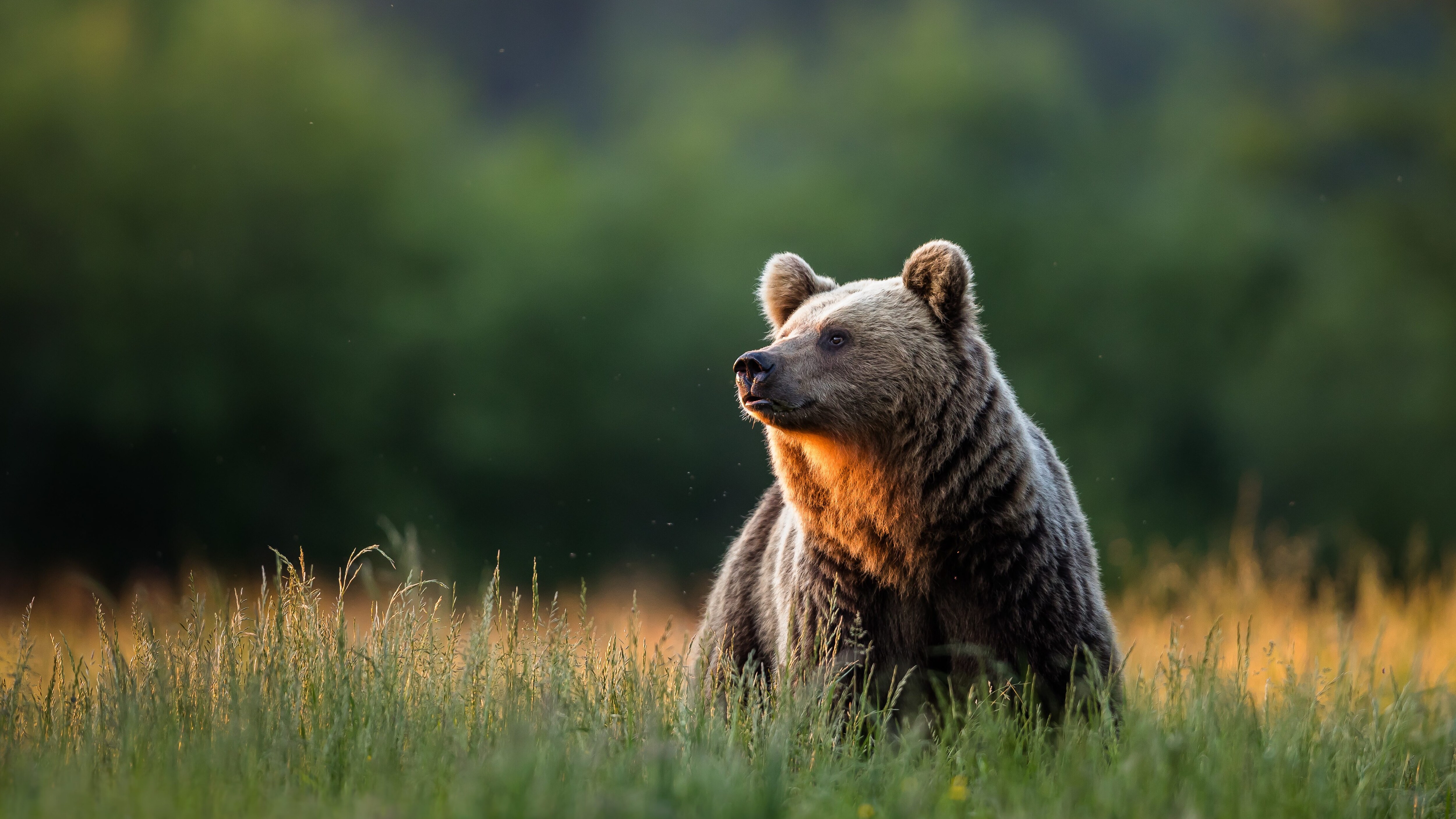 orso