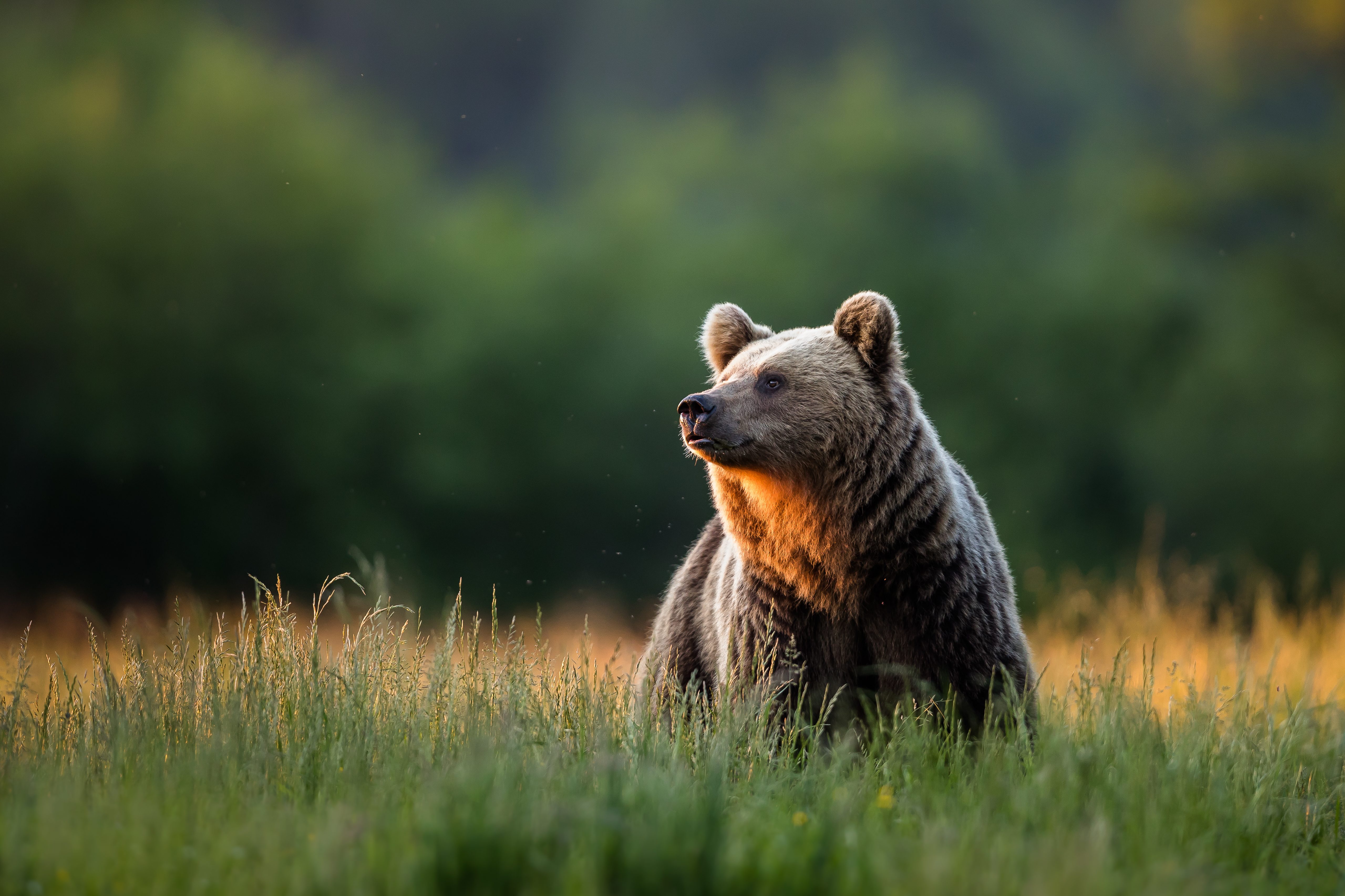 orso